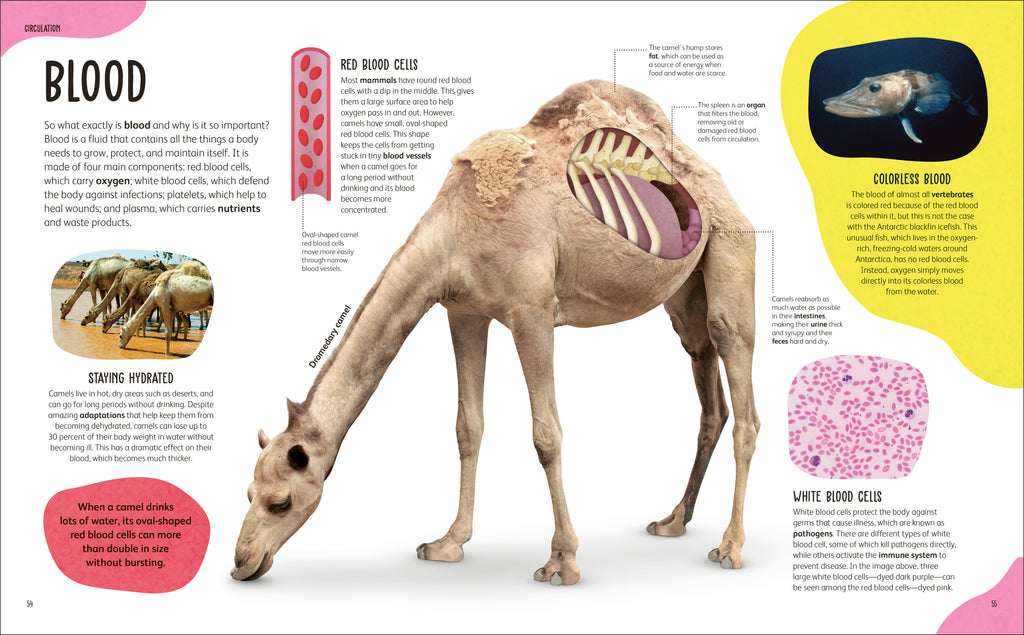 The Animal Body Book-Spread, Image, (PRHC, Design, Do, Not, Use)-18
