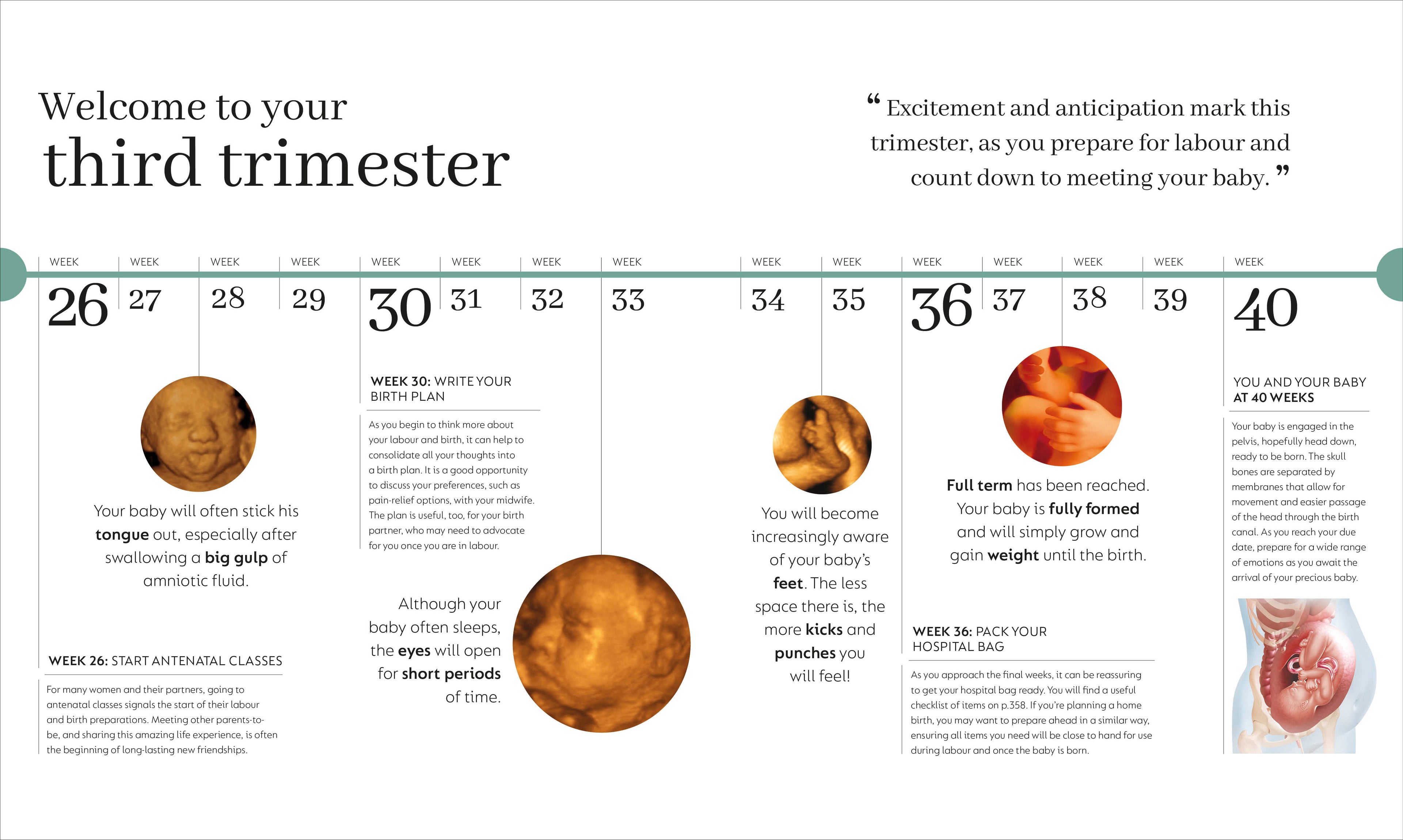The Day-by-Day Pregnancy Book-spread image