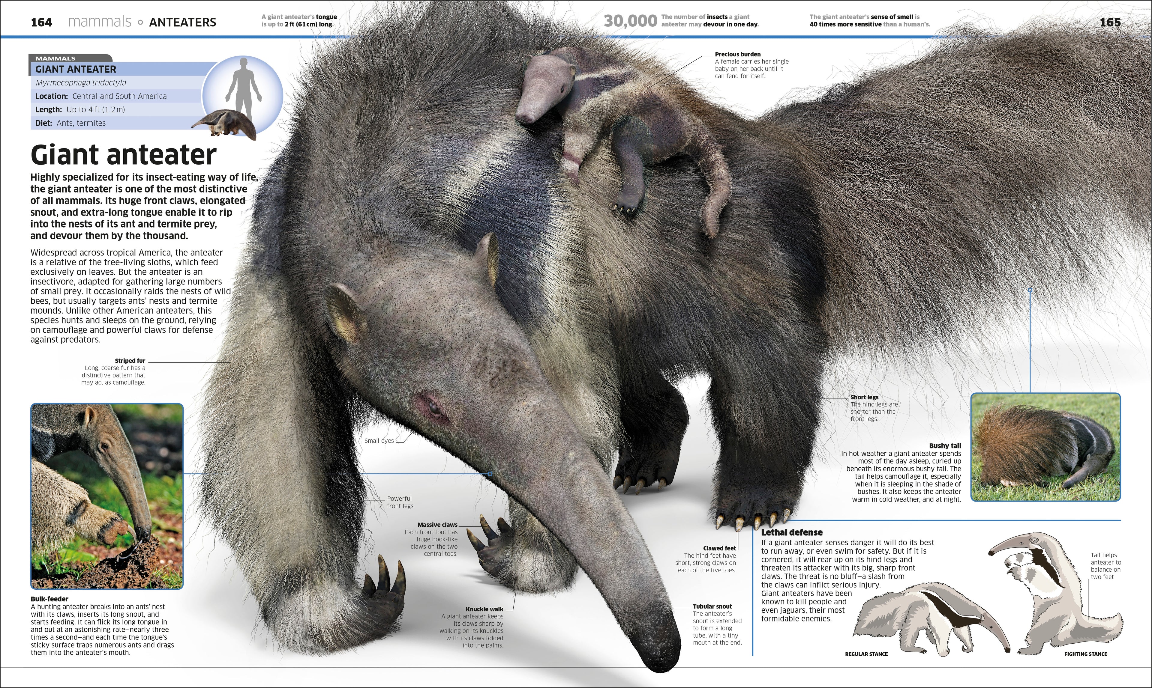 Knowledge Encyclopedia Animal!