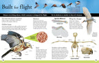 Everything You Need to Know About Birds