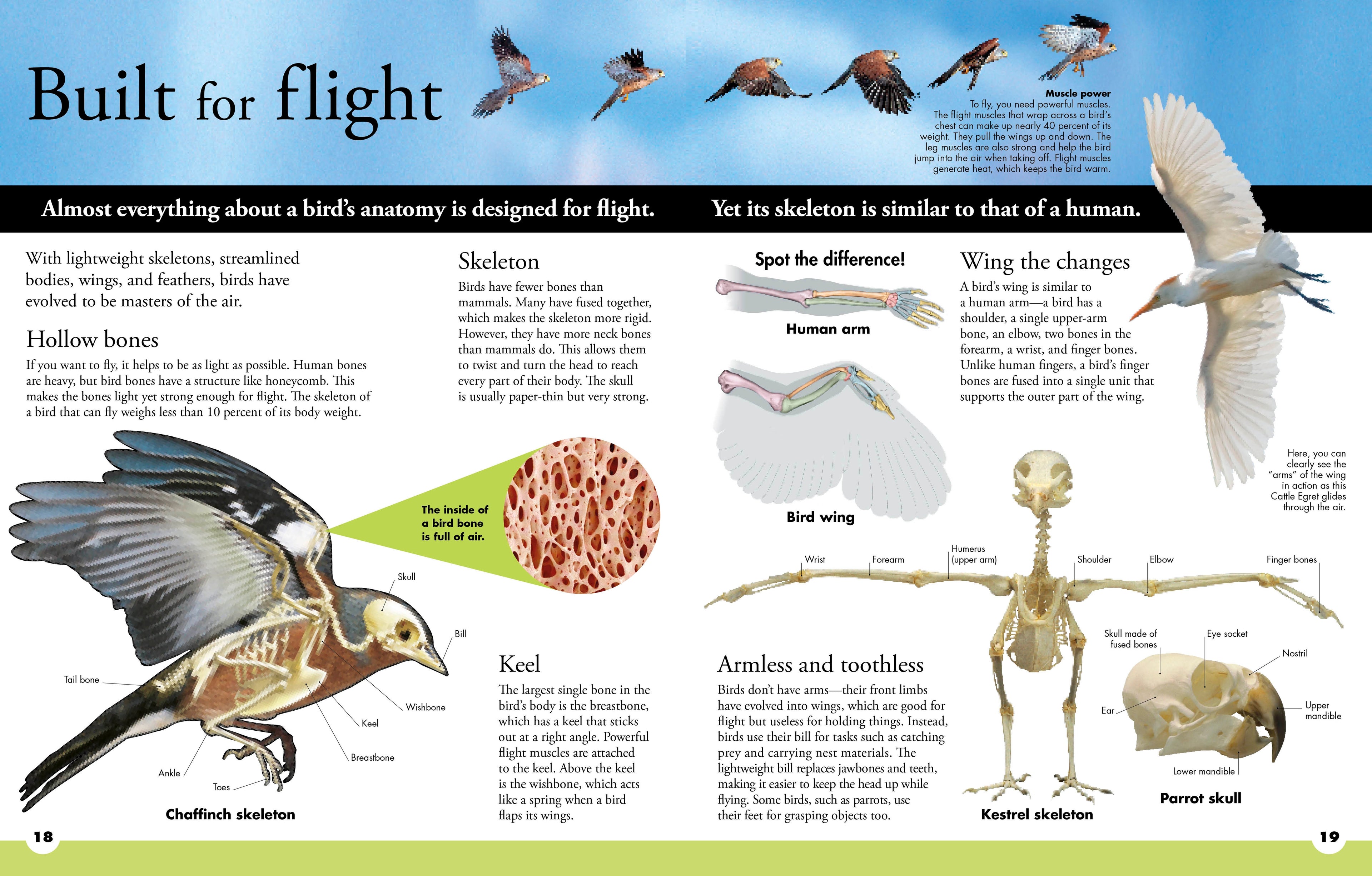 Everything You Need to Know About Birds