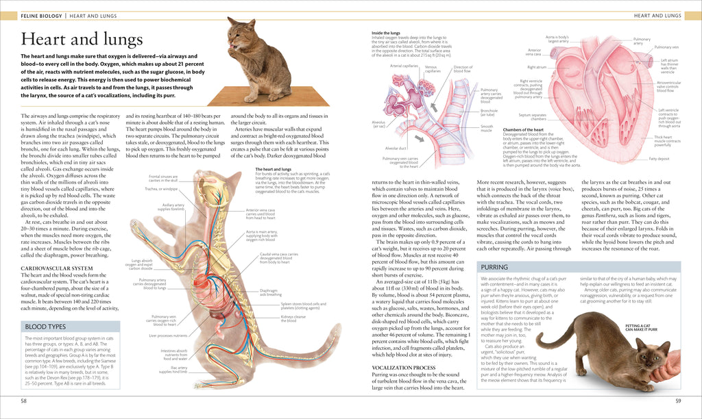 The Cat Encyclopedia-Spread, Image, (PRHC, Design, Do, Not, Use)-3