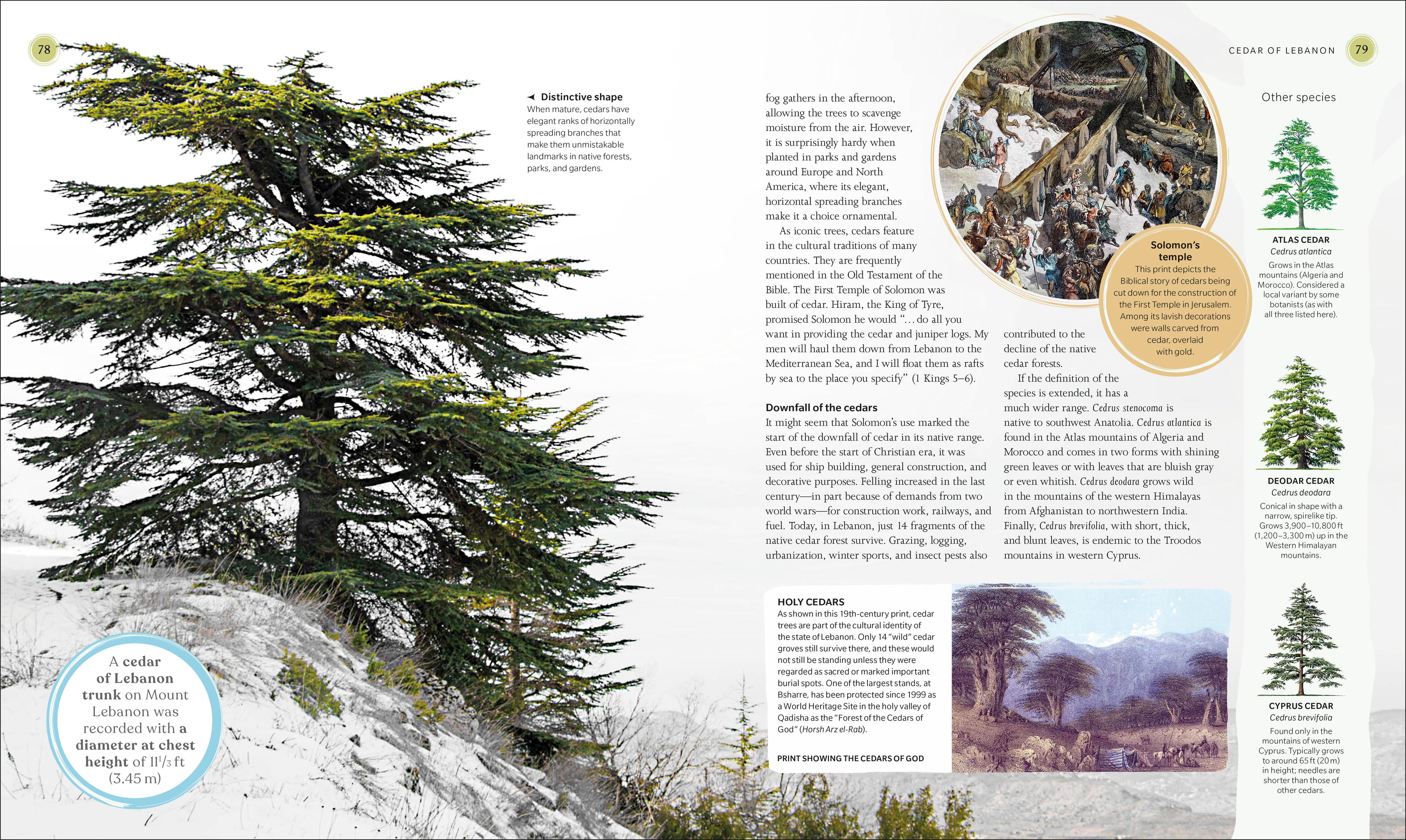 The Tree Book-Spread, Image, (PRHC, Design, Do, Not, Use)-5