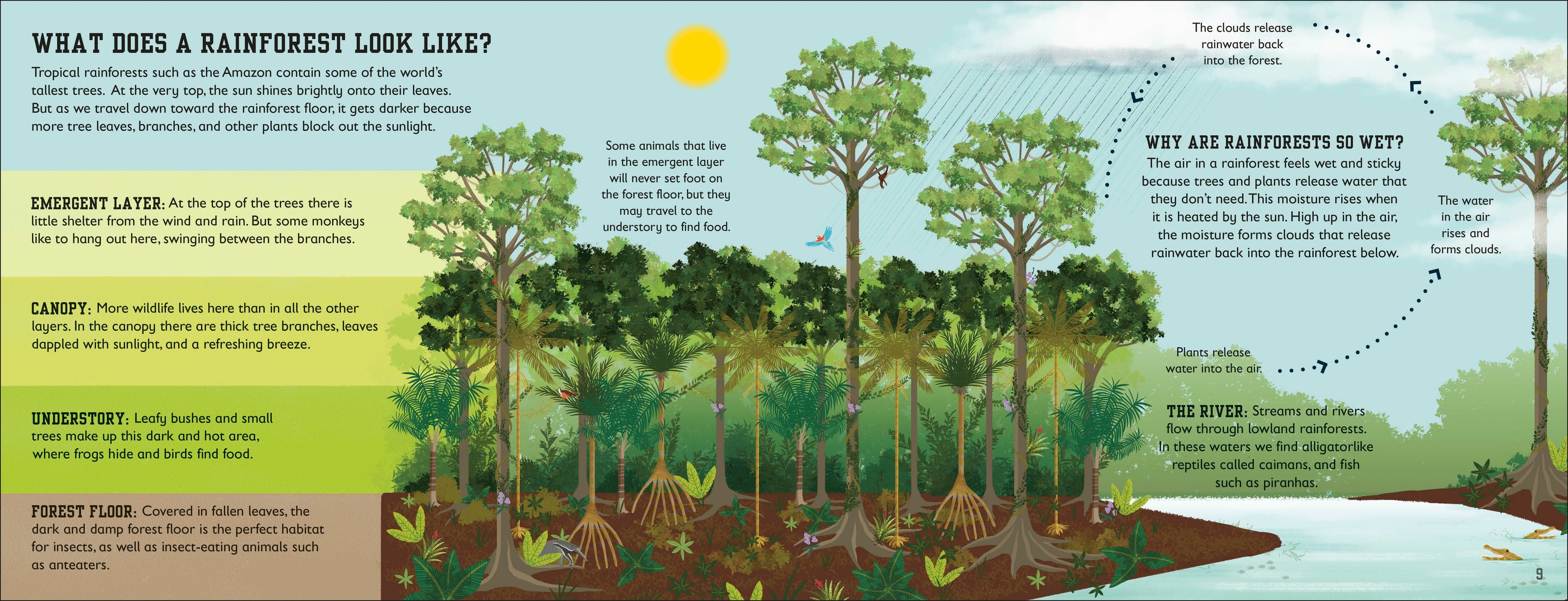 The Rainforest Book