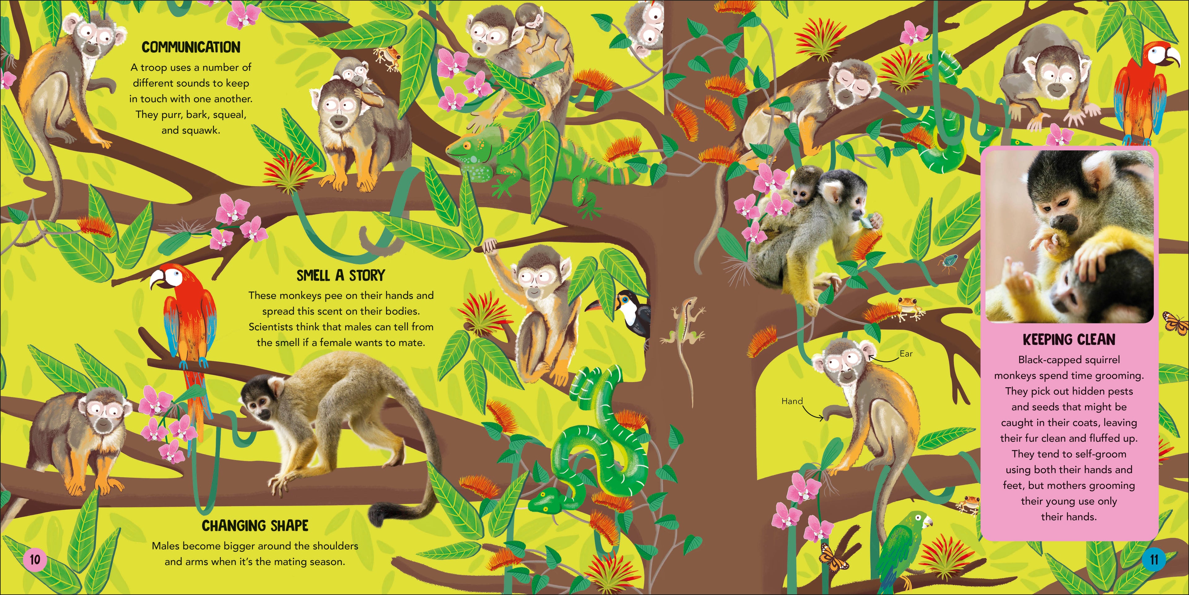 Animal Teams-Spread, Image, (PRHC, Design, Do, Not, Use)-2