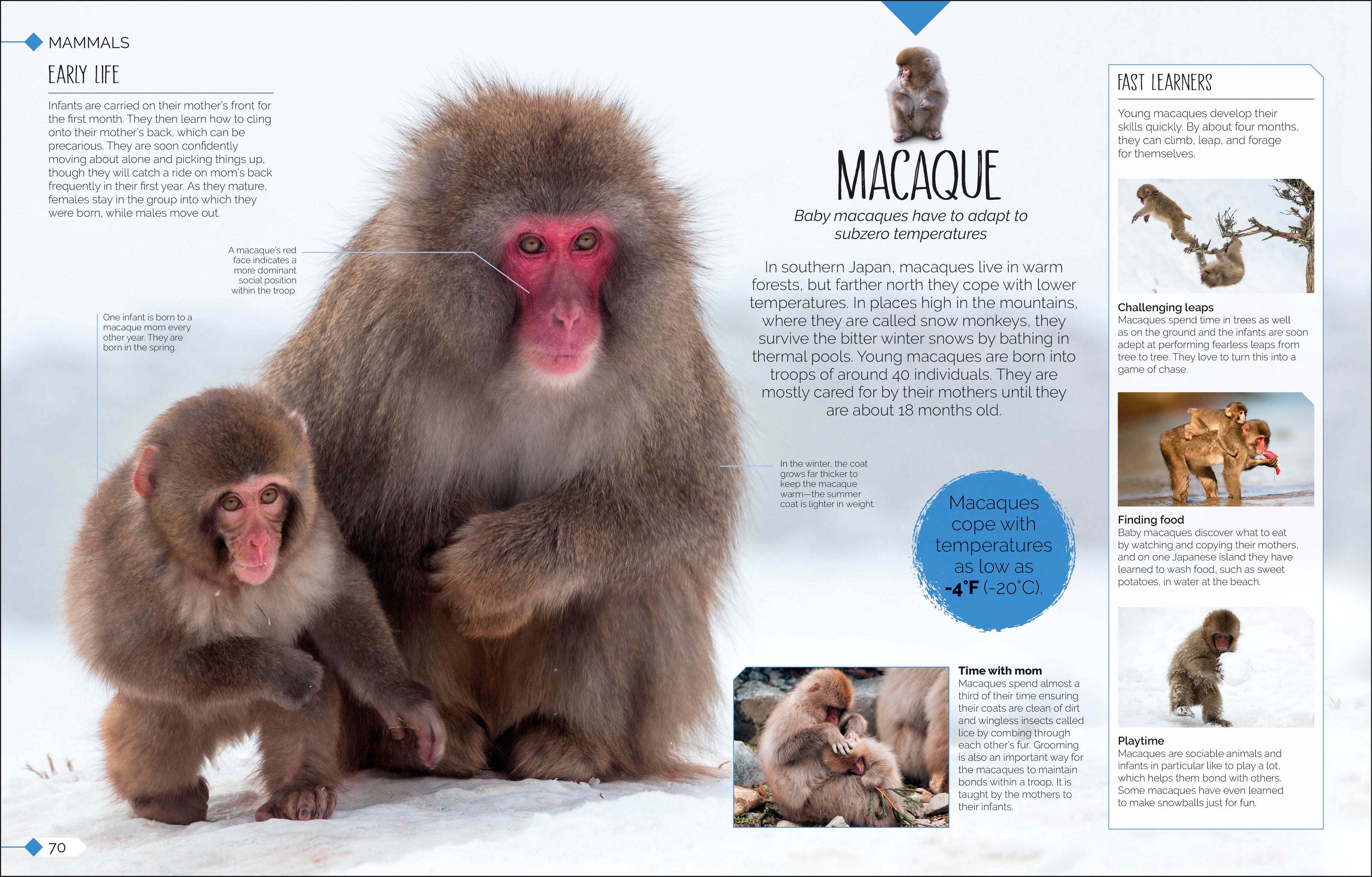 Born to be Wild-Spread, Image, (PRHC, Design, Do, Not, Use)-9