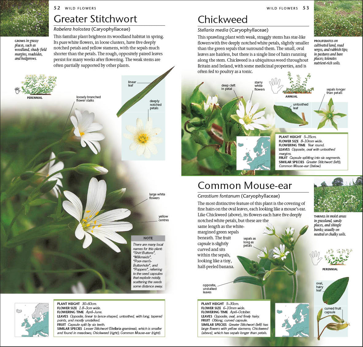 Pocket Nature Wildlife of Britain and Ireland