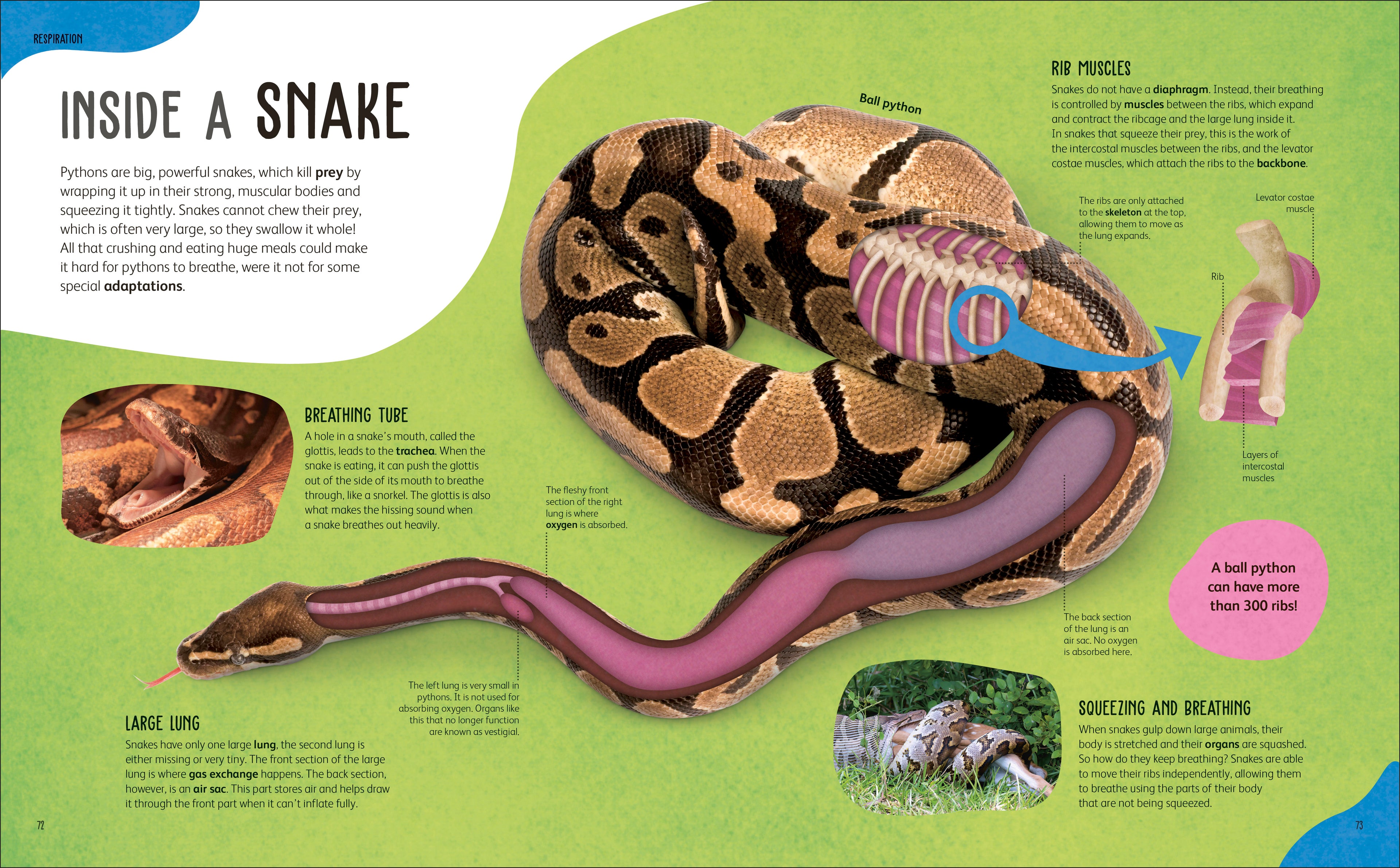 The Animal Body Book-Spread, Image, (PRHC, Design, Do, Not, Use)-21
