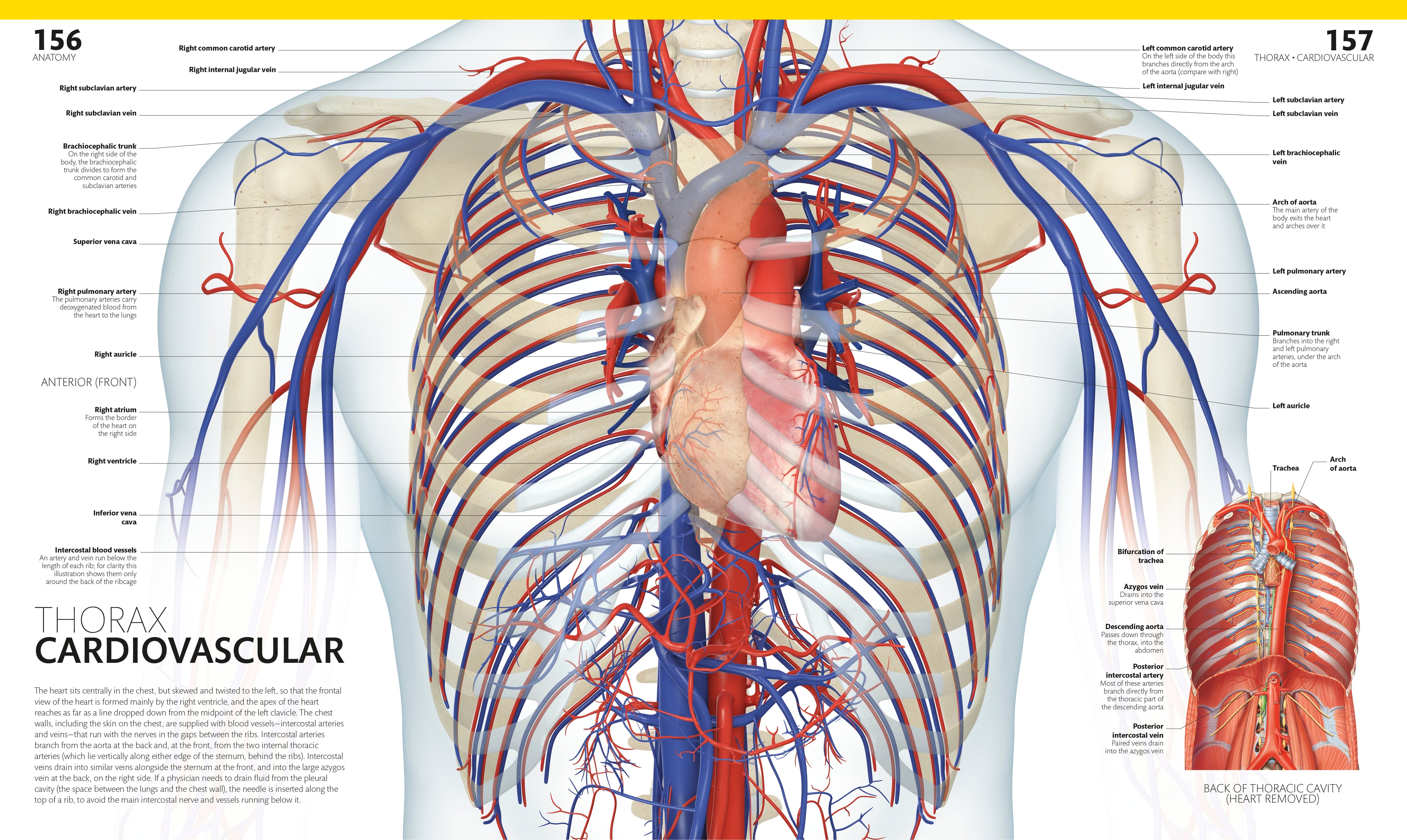 The Complete Human Body – DK