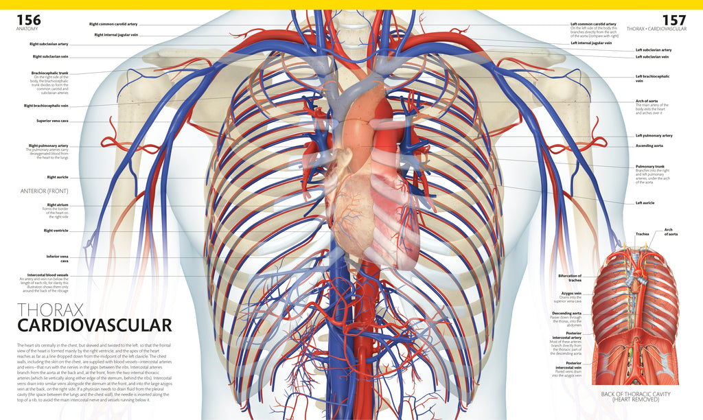 The Complete Human Body