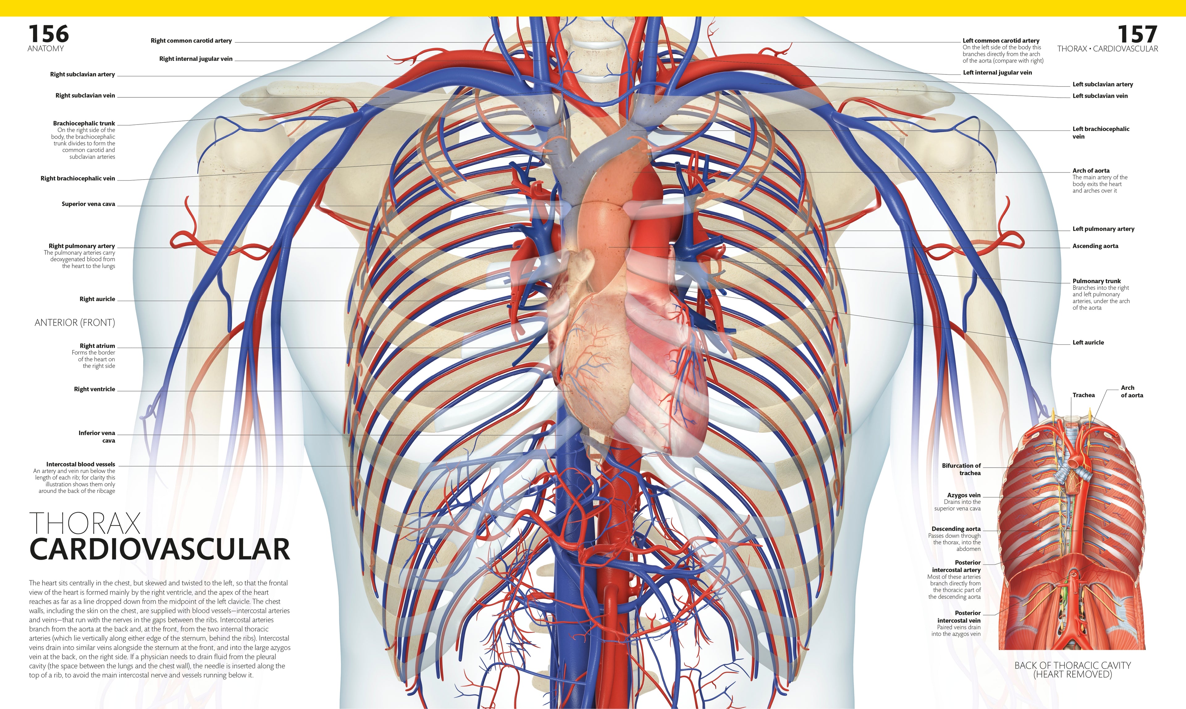 The Complete Human Body