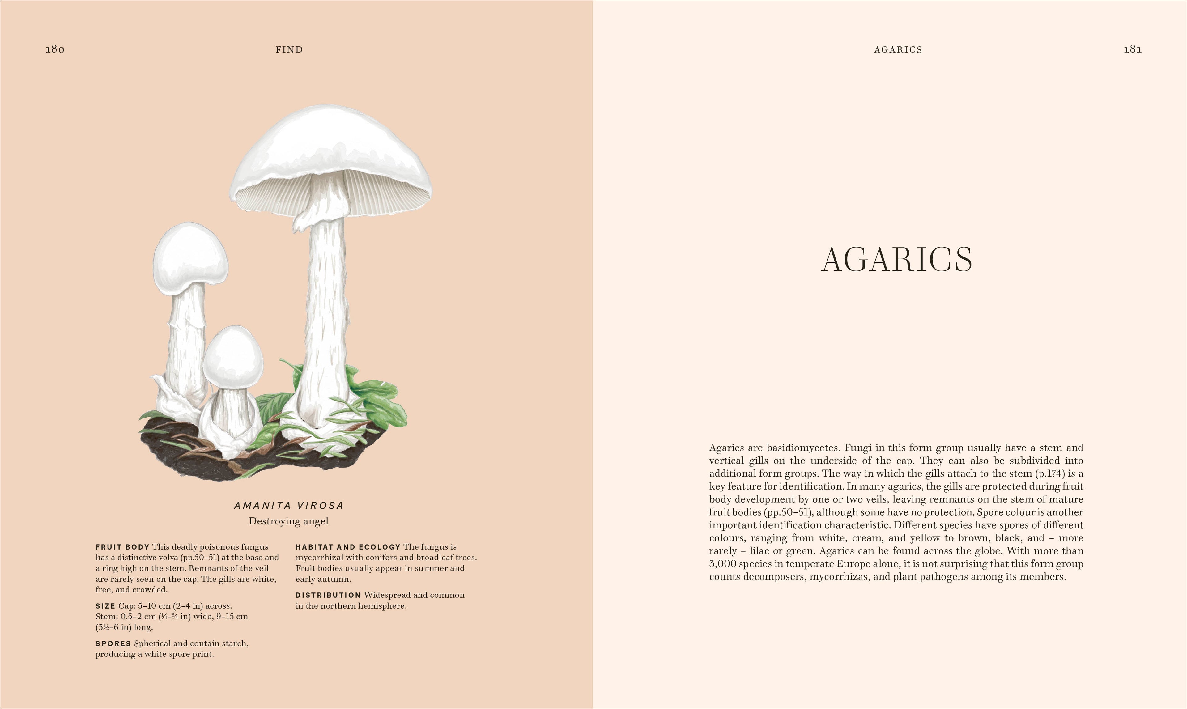 Fungi-Spread, Image, (PRHC, Design, Do, Not, Use)-4