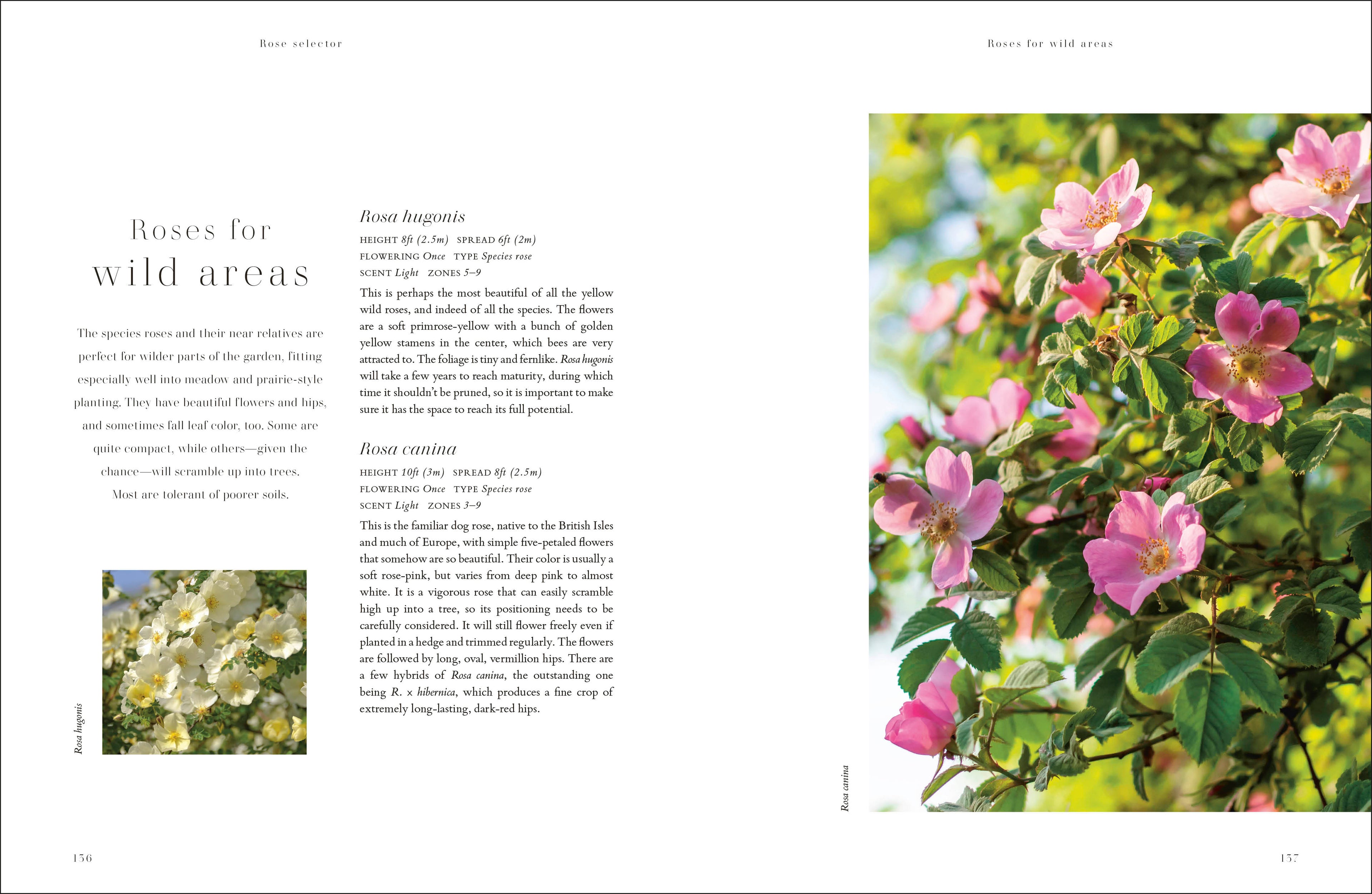 Roses-Spread, Image, (PRHC, Design, Do, Not, Use)-15