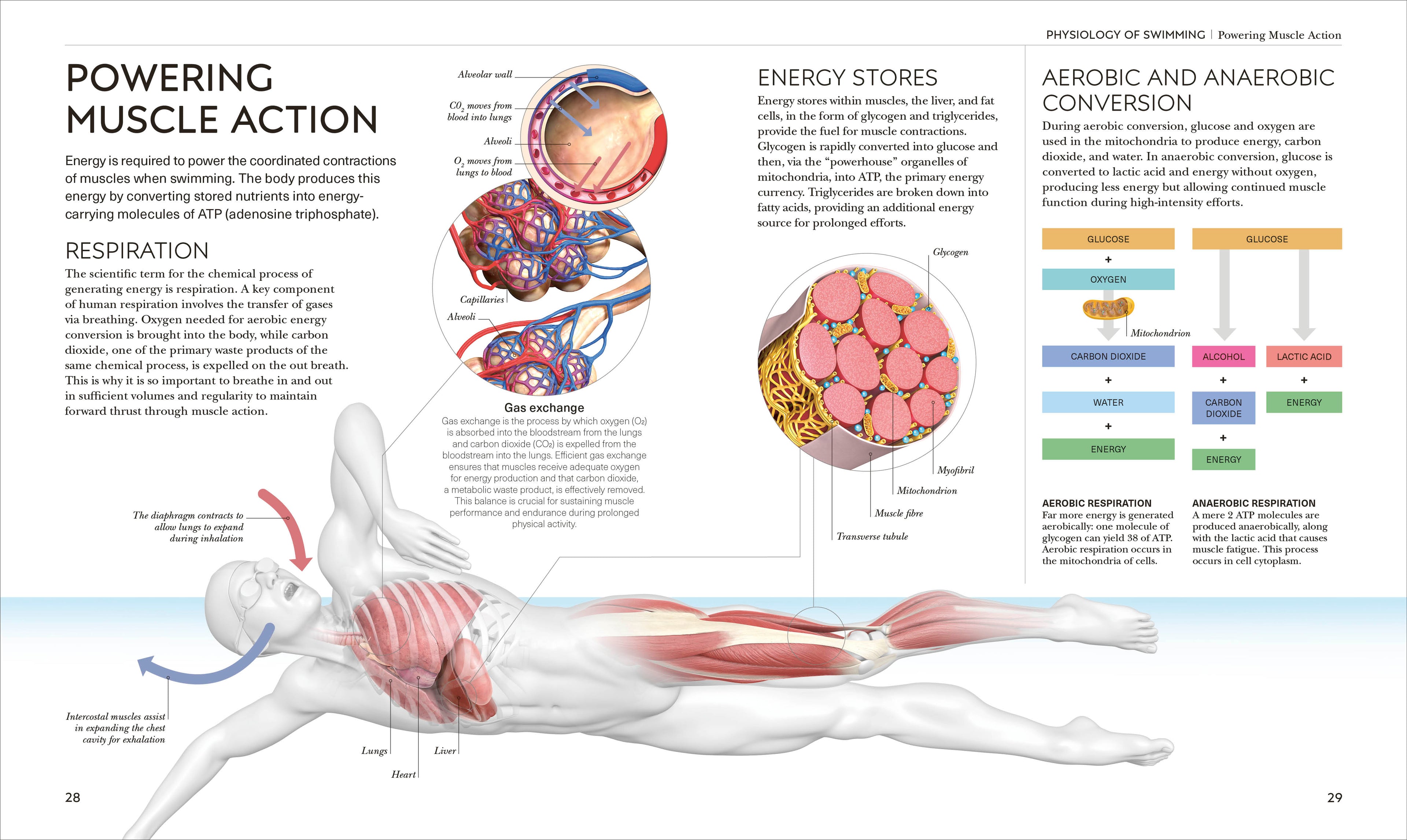Science of Swimming-Spread, Image, (PRHC, Design, Do, Not, Use)-7
