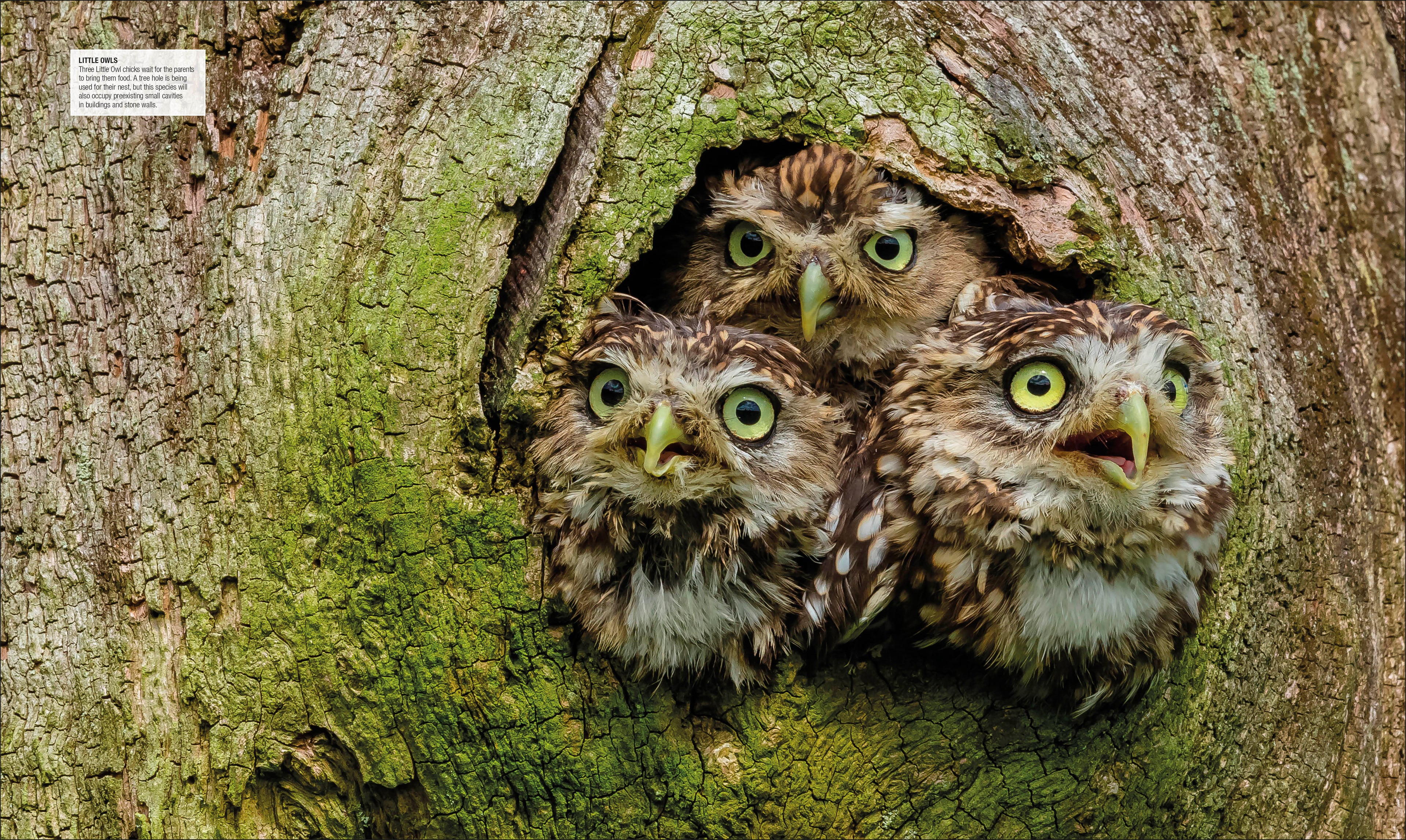 Bird-Spread, Image, (PRHC, Design, Do, Not, Use)-11