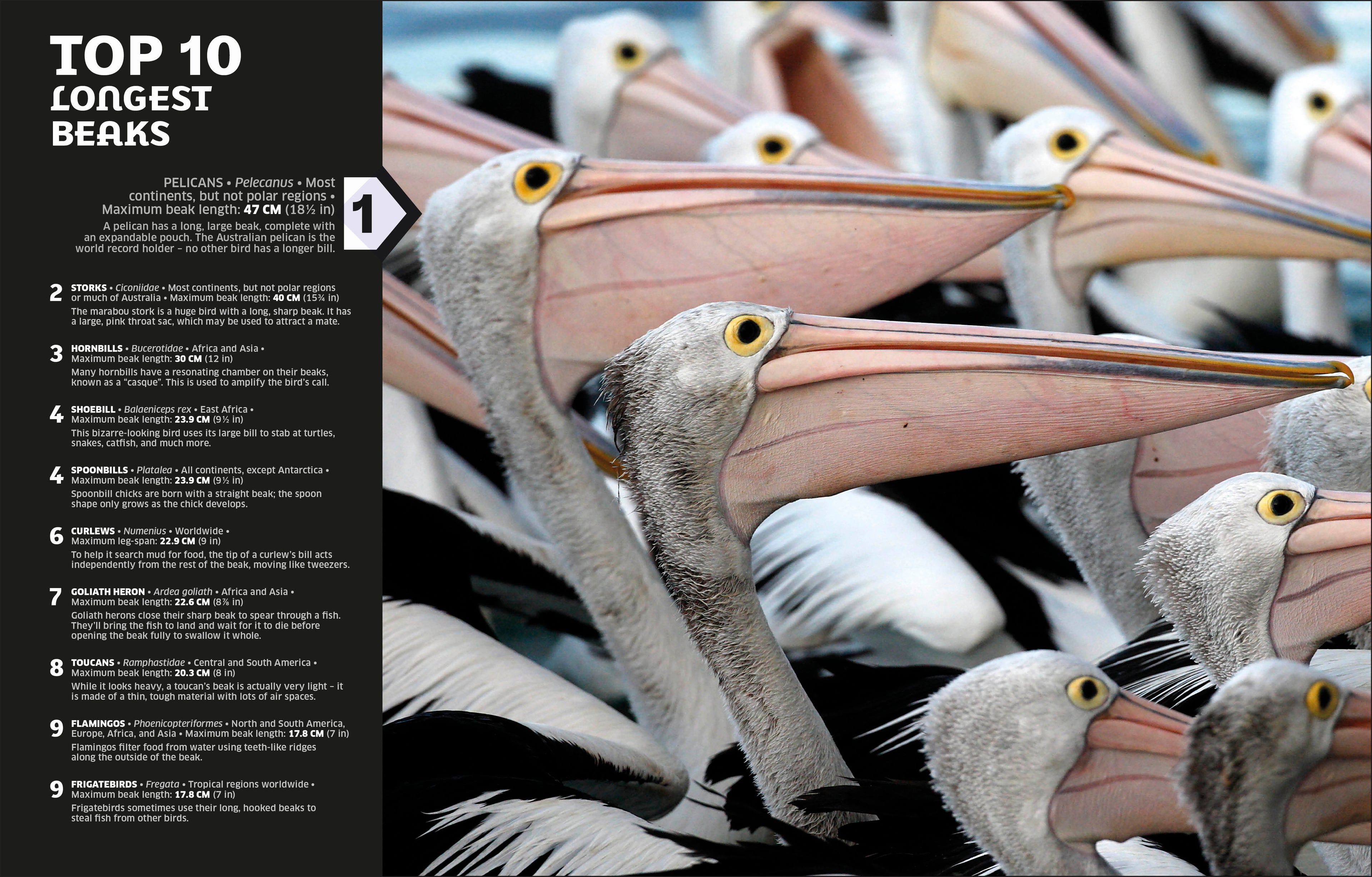 Our World in Numbers Animals