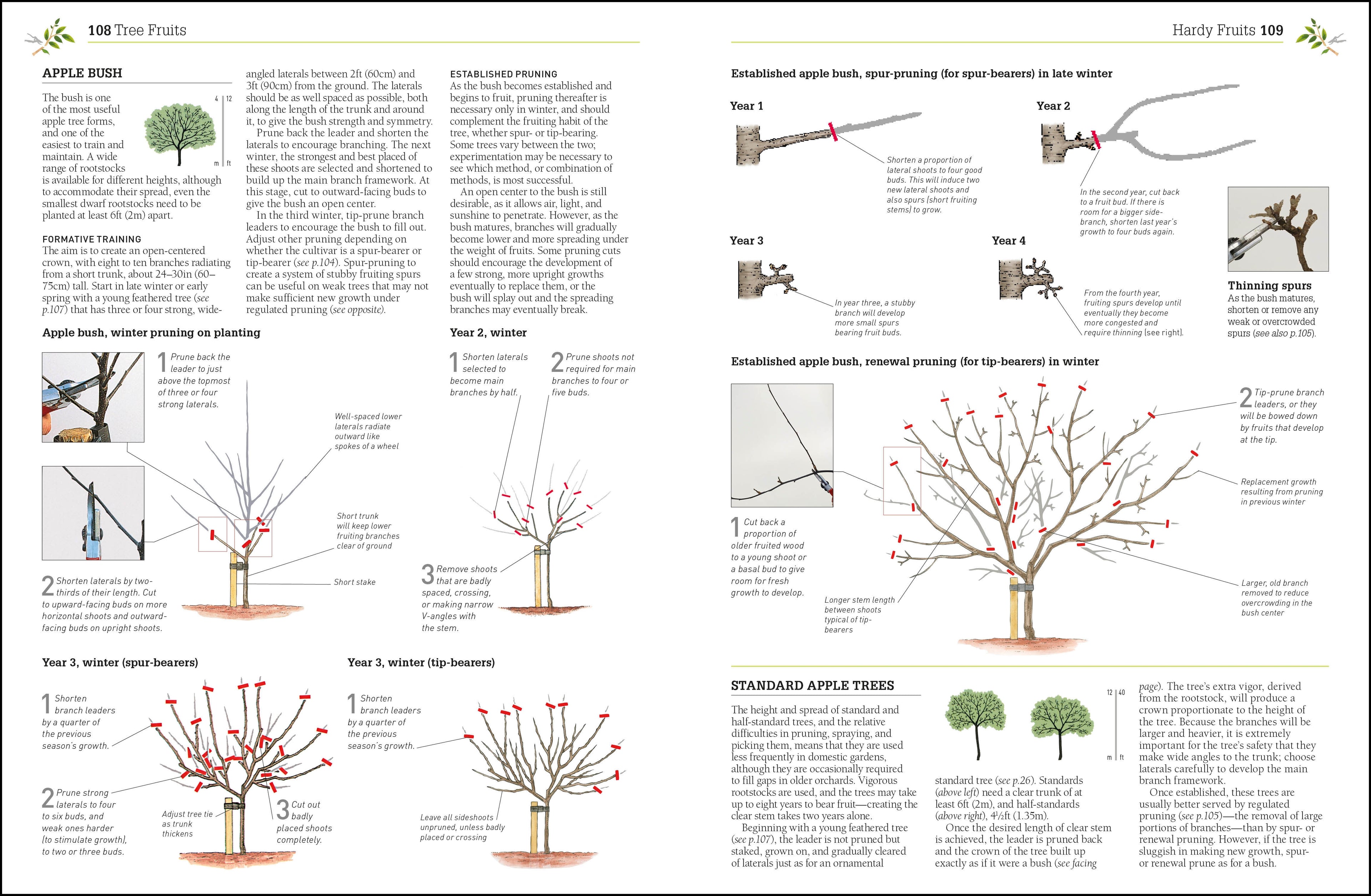 Pruning and Training