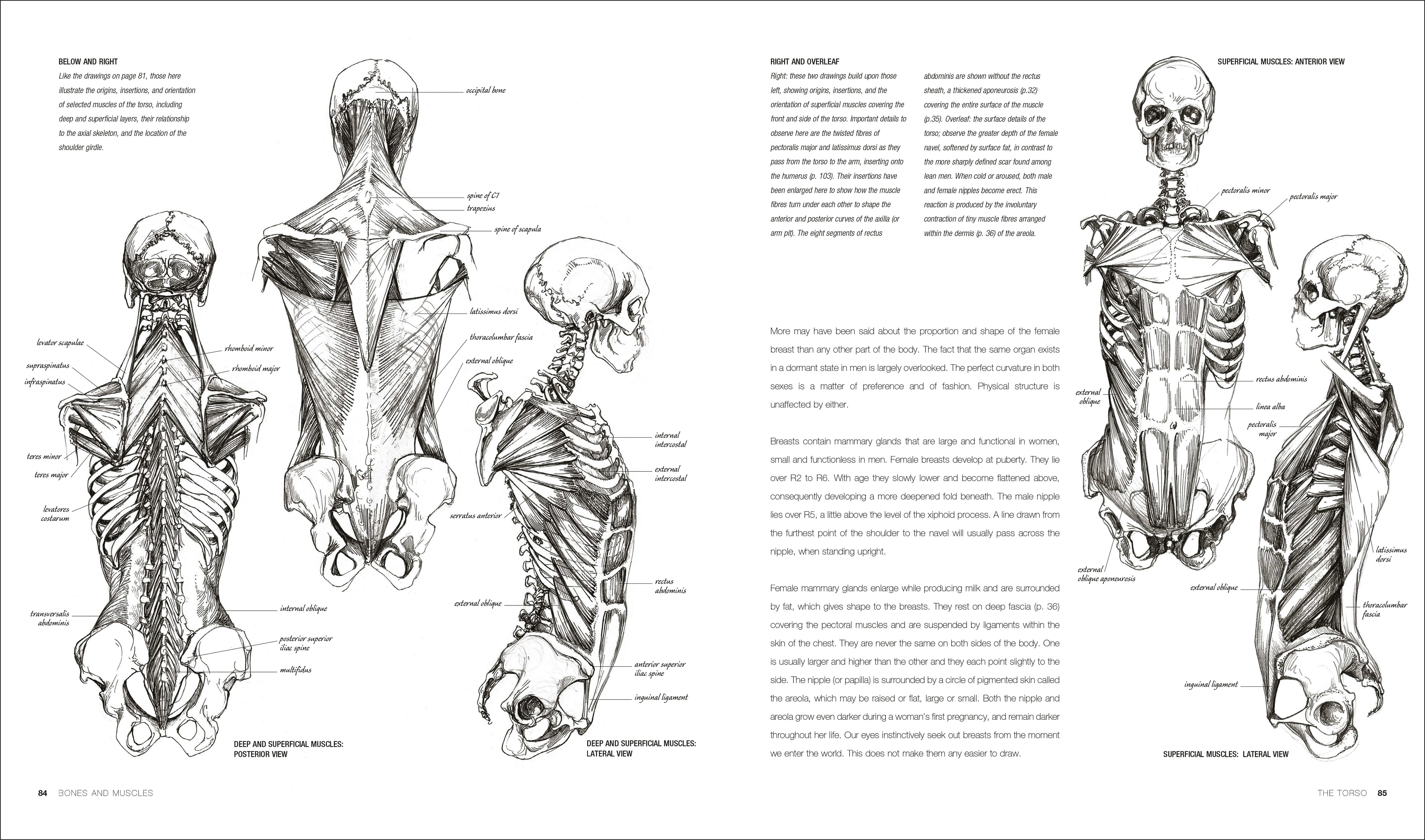 Anatomy for the Artist – DK