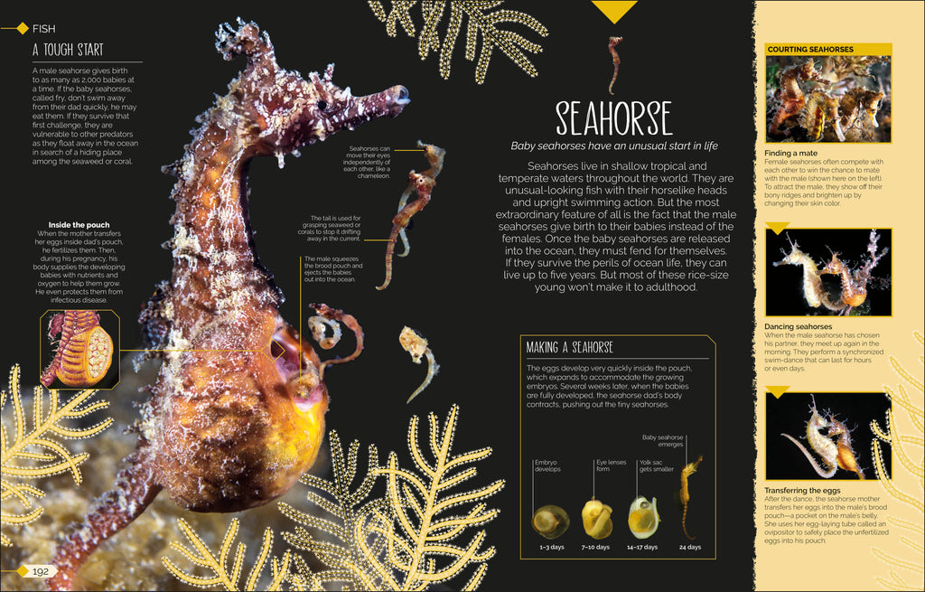 Born to be Wild-Spread, Image, (PRHC, Design, Do, Not, Use)-16