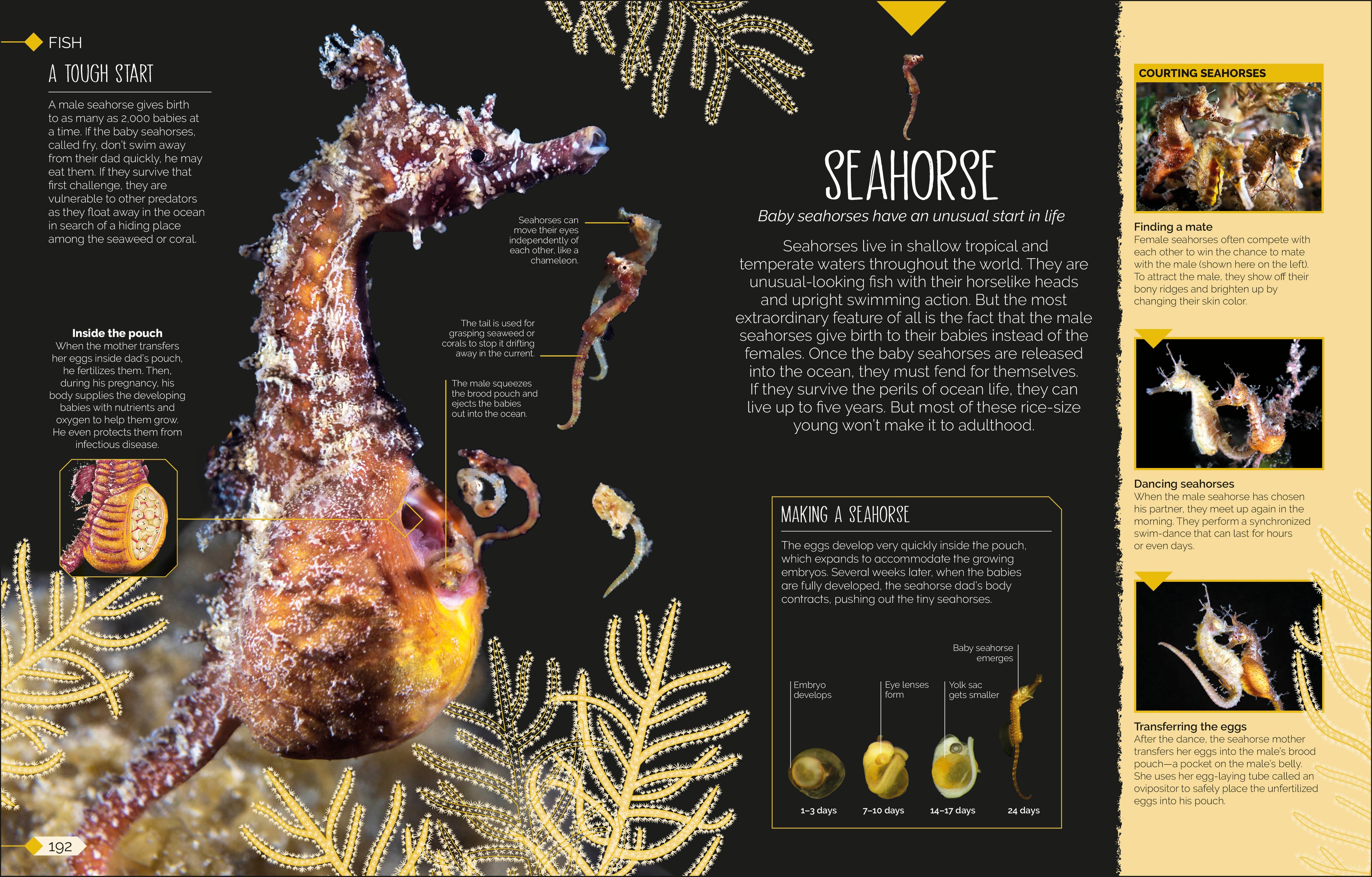 Born to be Wild-Spread, Image, (PRHC, Design, Do, Not, Use)-16