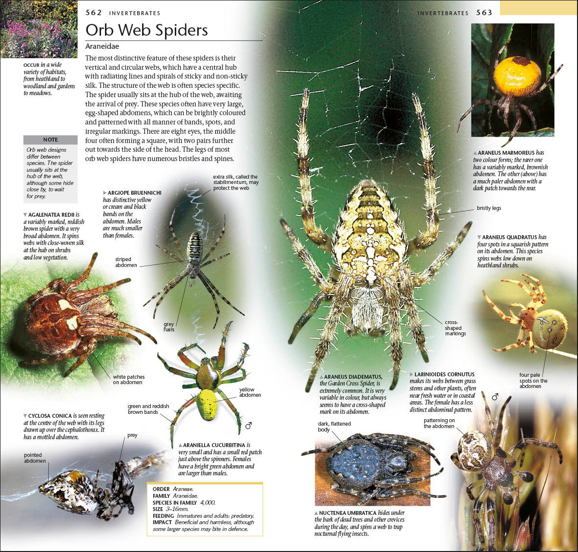 Pocket Nature Wildlife of Britain and Ireland