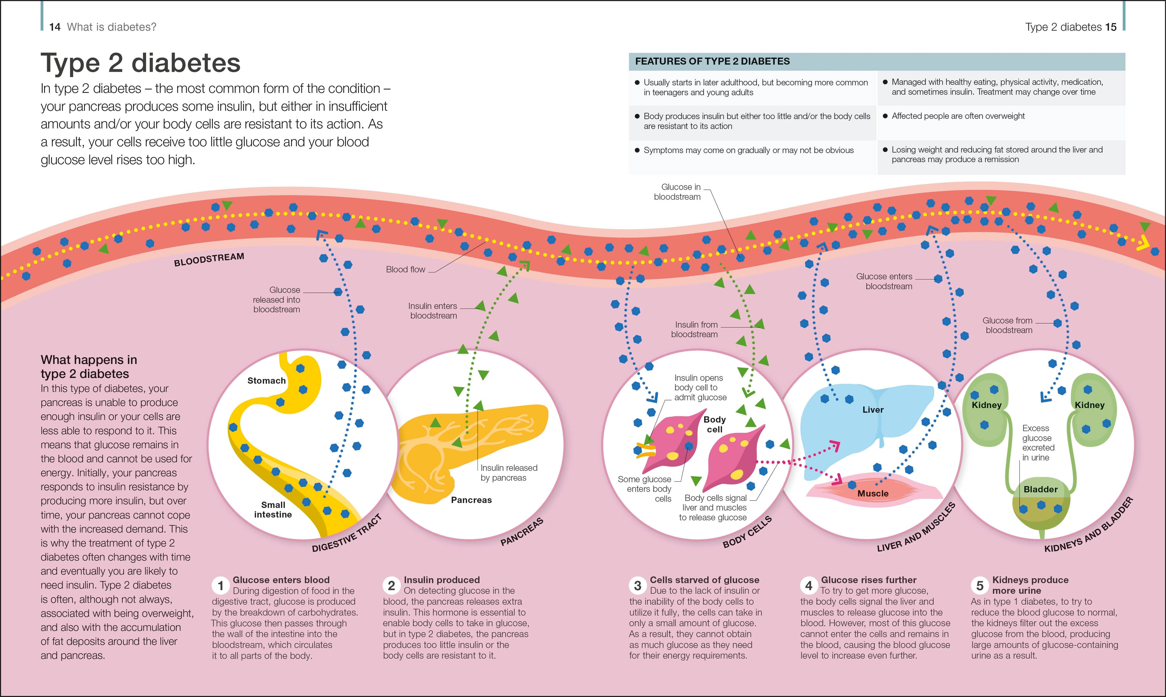 The Diabetes Handbook