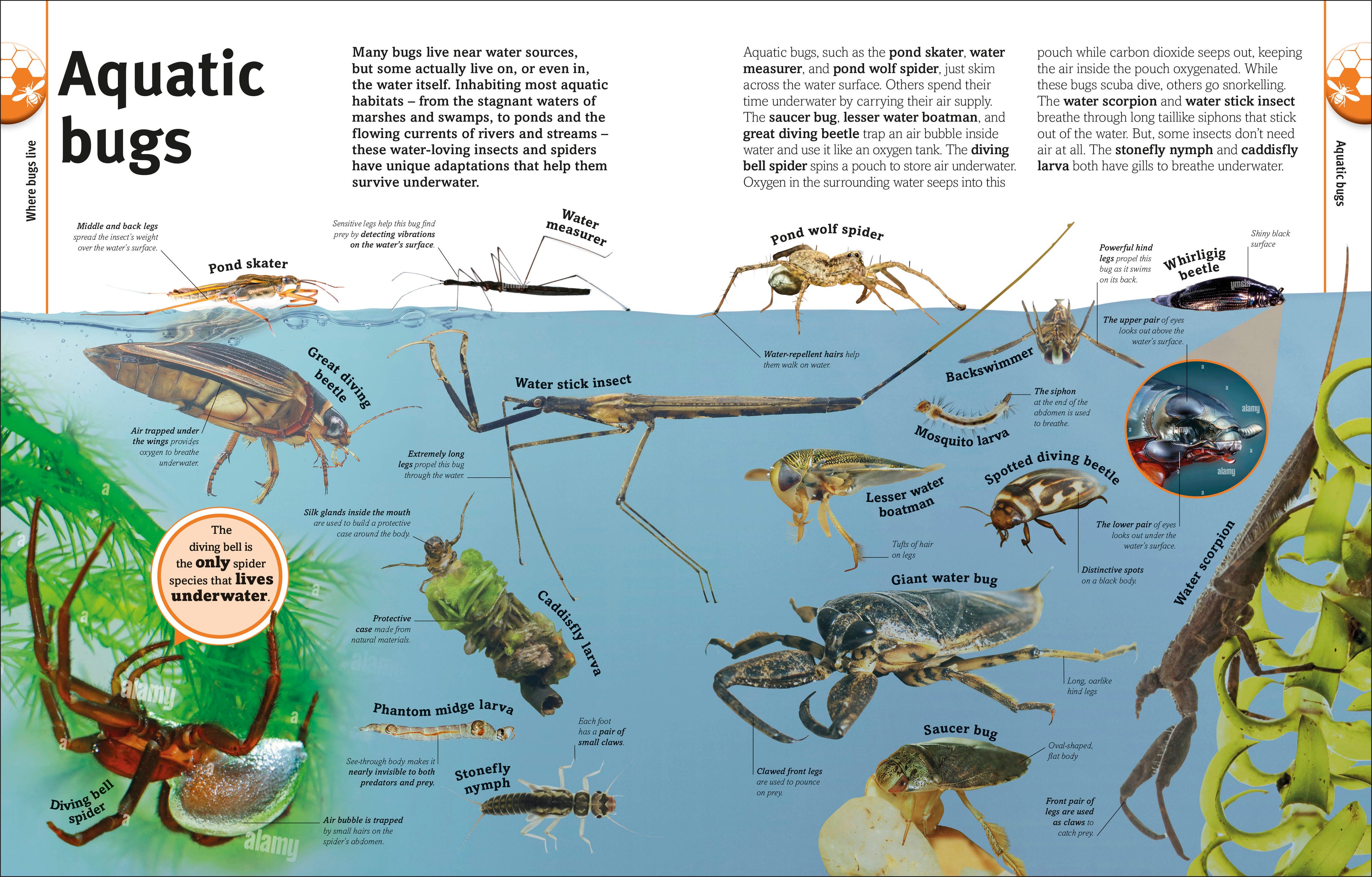 Our World in Pictures Bugs, Butterflies, Beetles and Bees