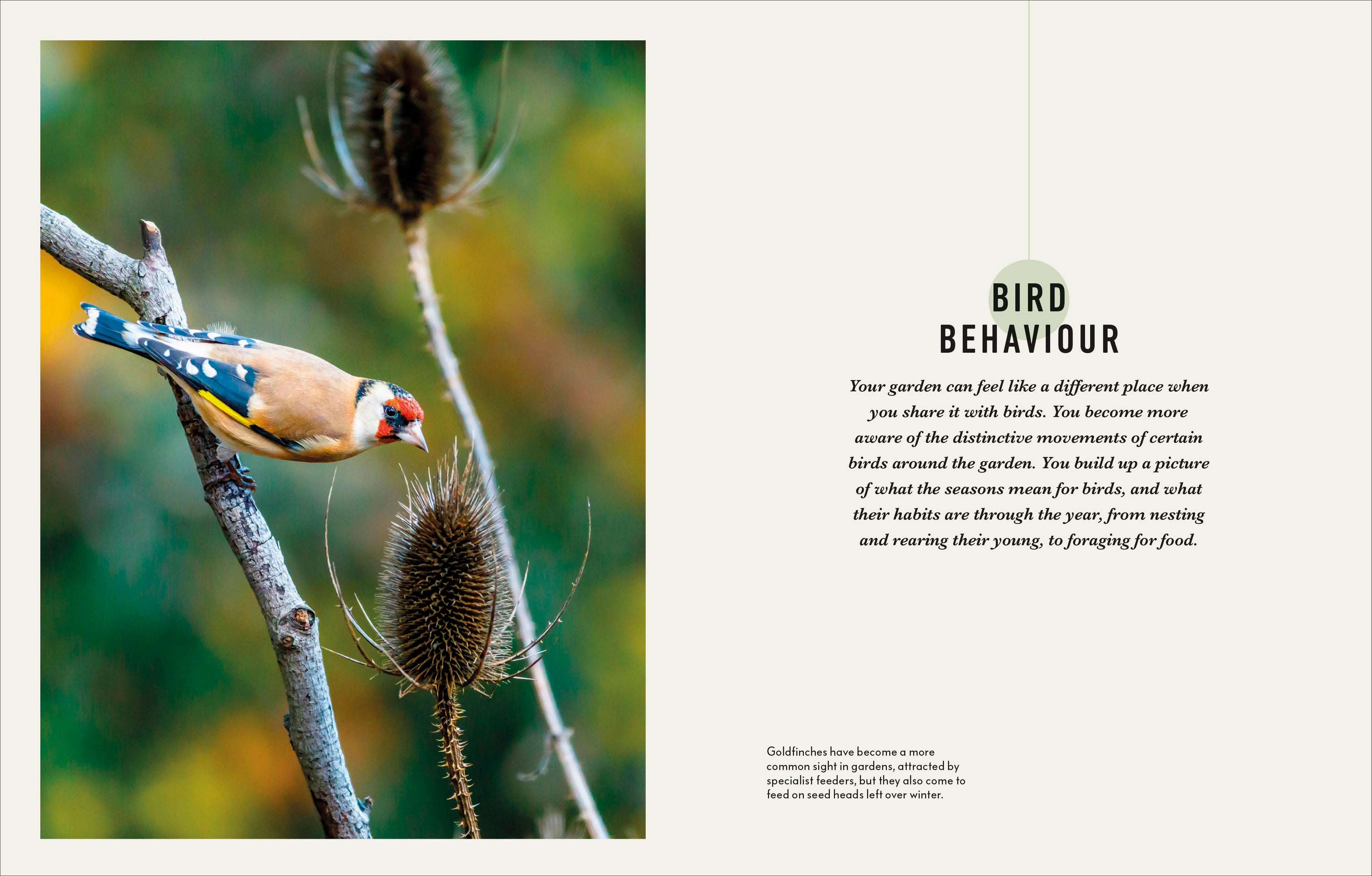 How to Attract Birds to Your Garden