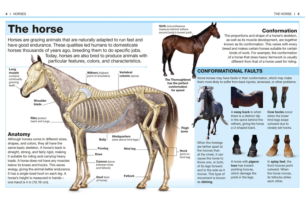 Pocket Genius Horses