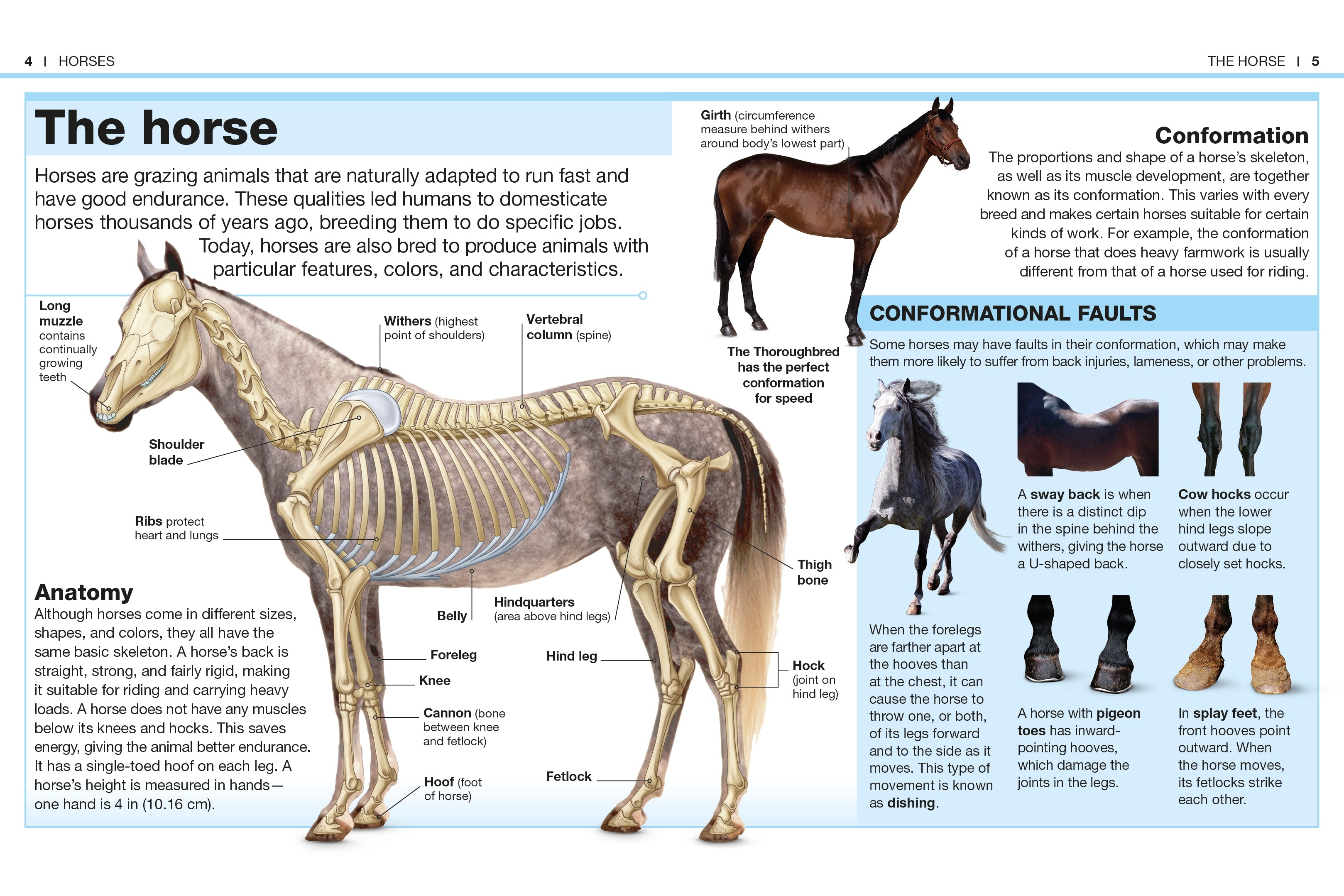 Pocket Genius Horses