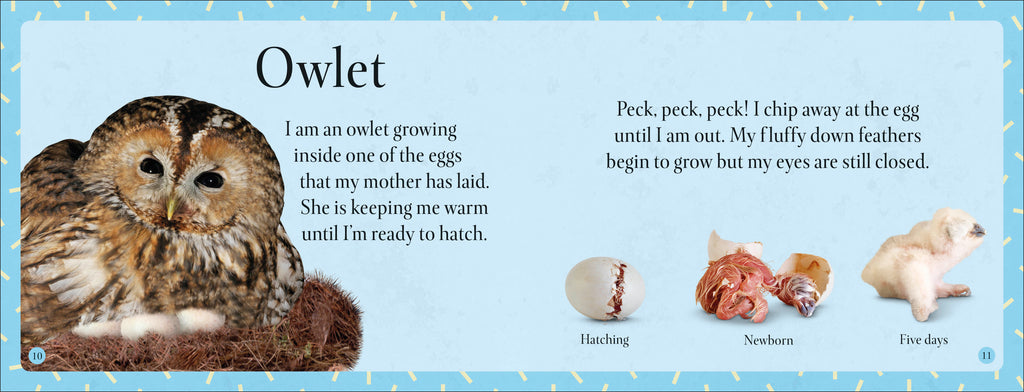 See How They Grow Forest-Spread, Image, (PRHC, Design, Do, Not, Use)-1