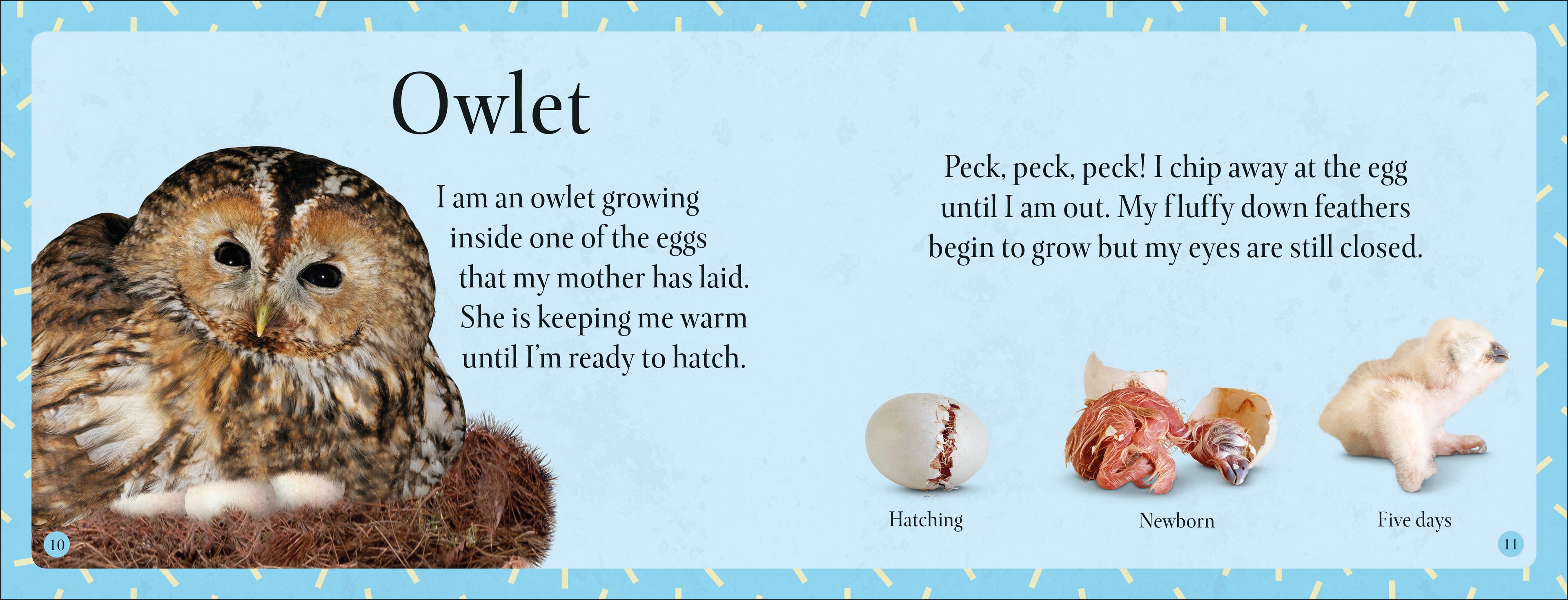 See How They Grow Forest-Spread, Image, (PRHC, Design, Do, Not, Use)-1