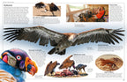 DK Eyewitness Books: Eagle and Birds of Prey