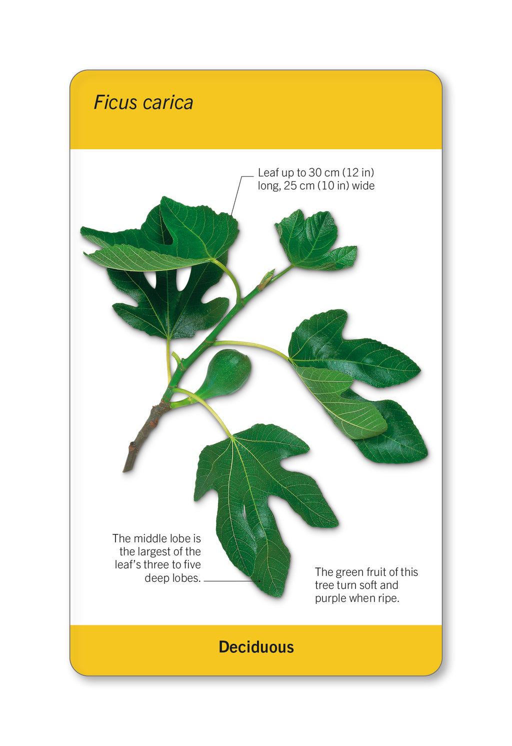 Our World in Pictures Trees of the World Flash Cards-spread image