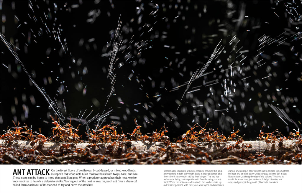 Our World in Pictures Bugs, Butterflies, Beetles and Bees