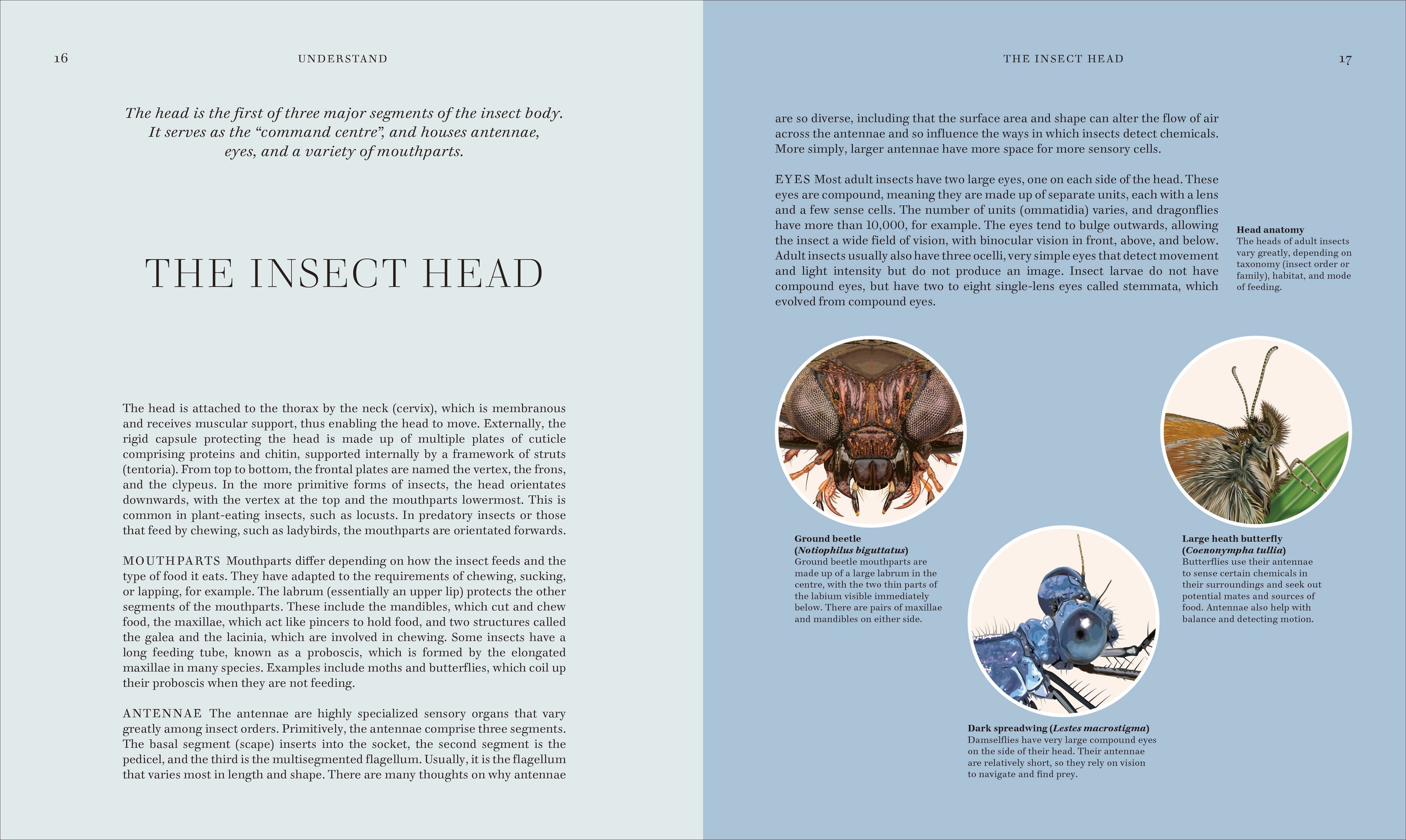 RES Insects-Spread, Image, (PRHC, Design, Do, Not, Use)-3