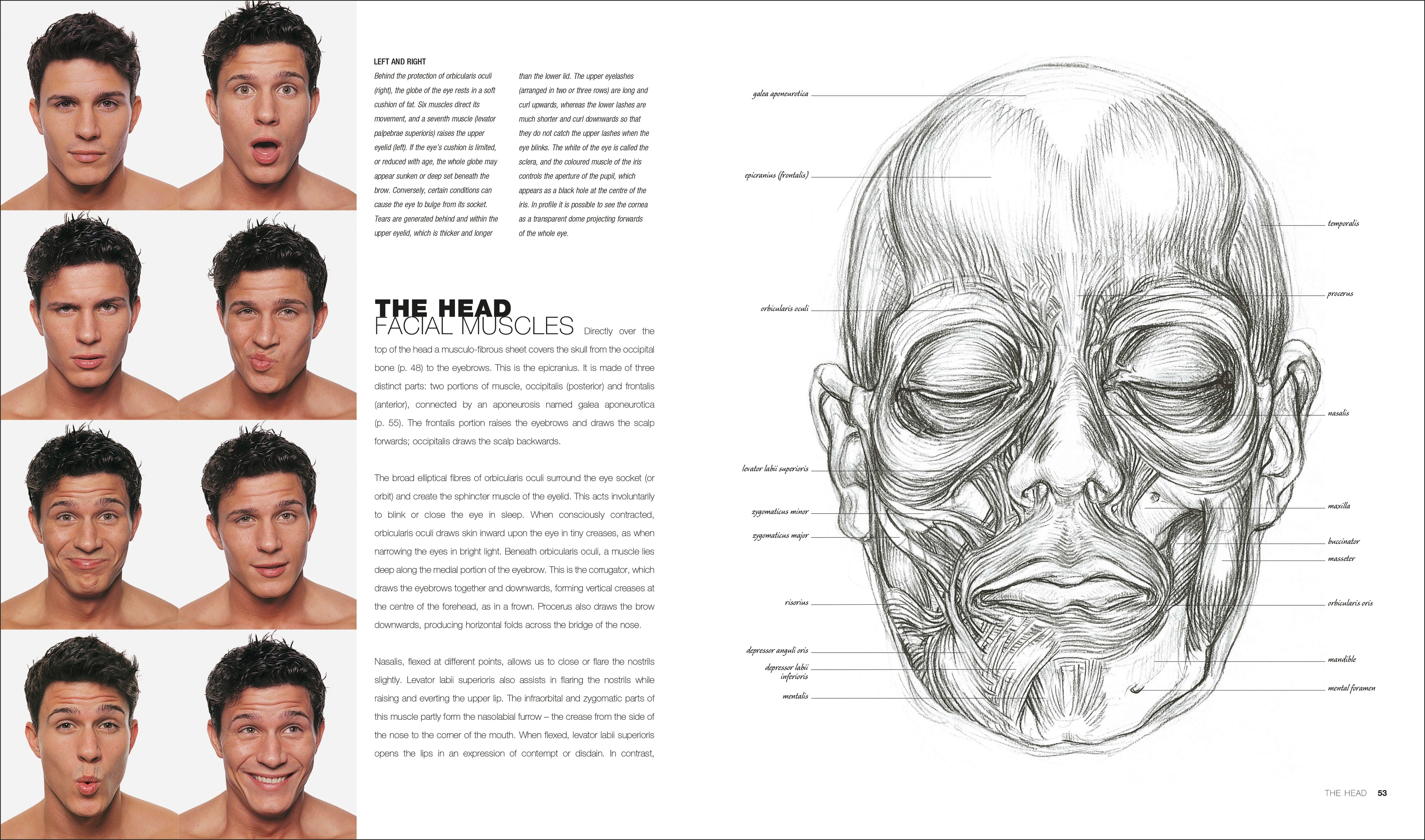 Anatomy for the Artist – DK
