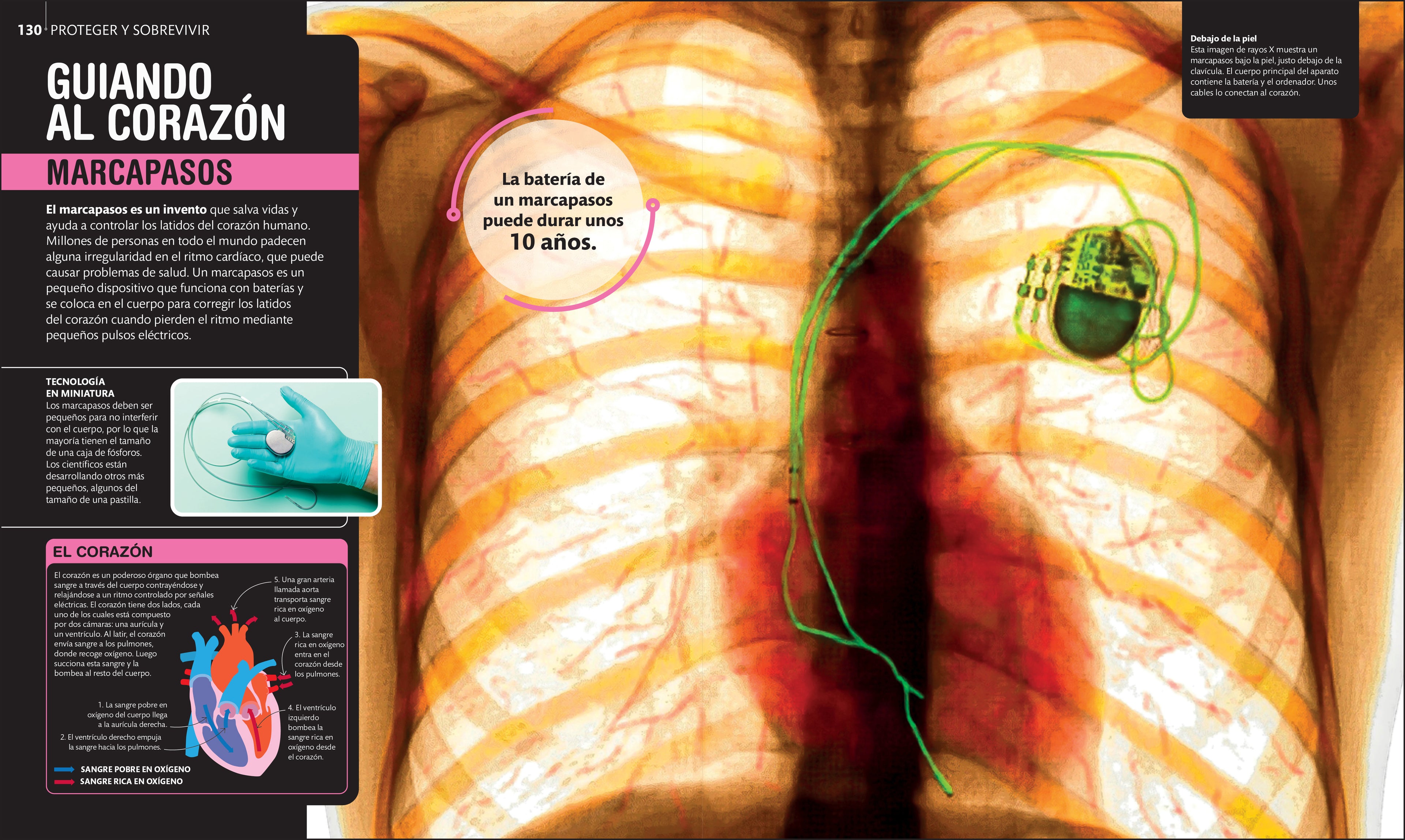 Super ciencia (Super Science Encyclopedia)-Spread, Image, (PRHC, Design, Do, Not, Use)-4