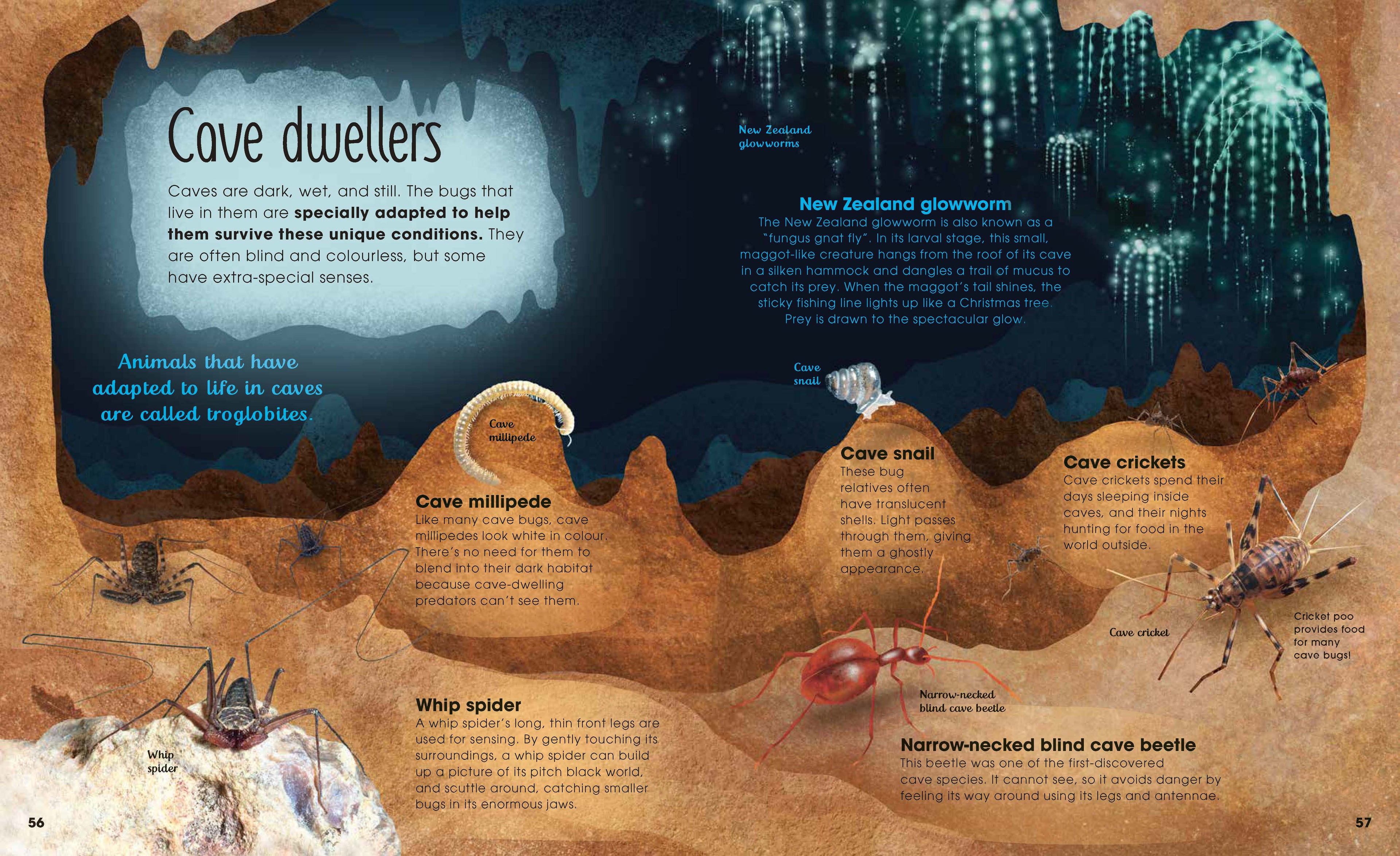 The Magic and Mystery of Nature Collection