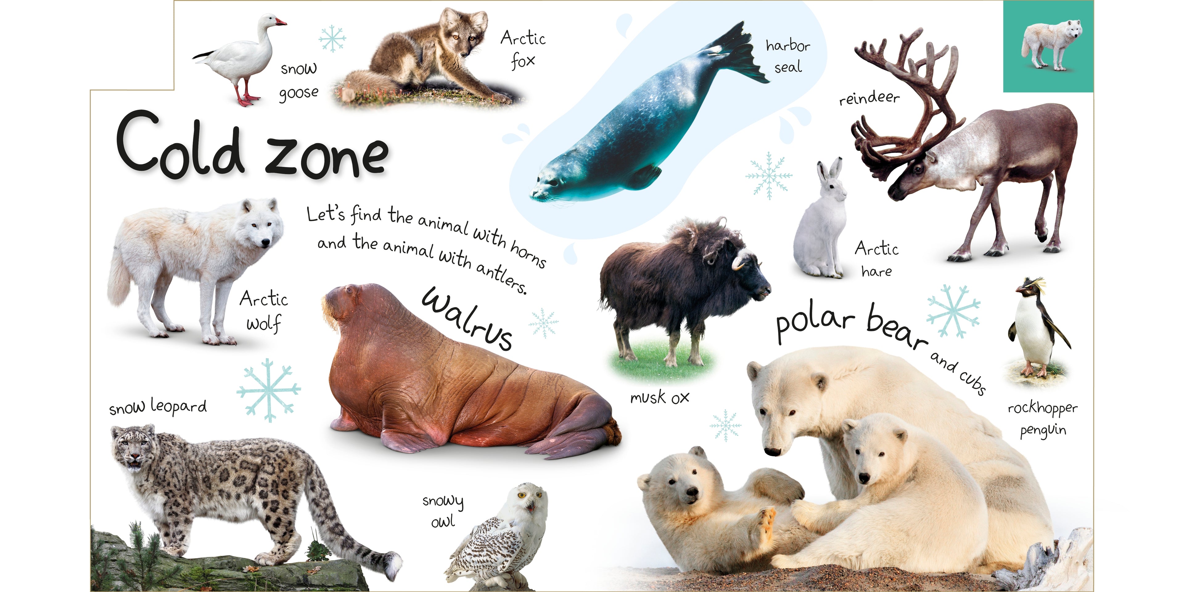 Tabbed Board Books: My First Zoo