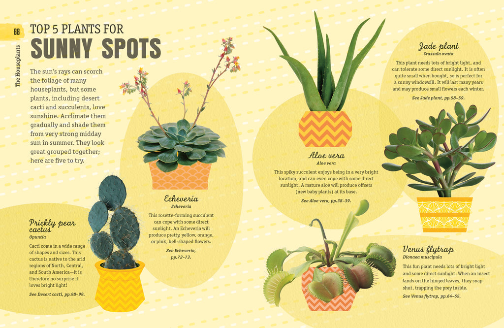 How Not to Kill Your Houseplant