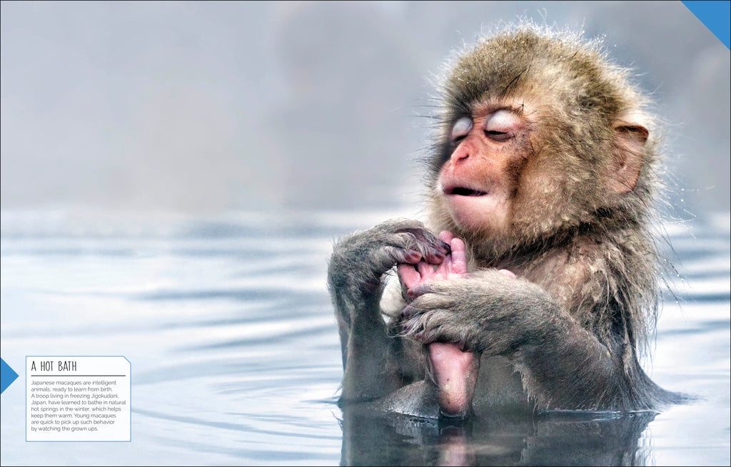 Born to be Wild-Spread, Image, (PRHC, Design, Do, Not, Use)-10