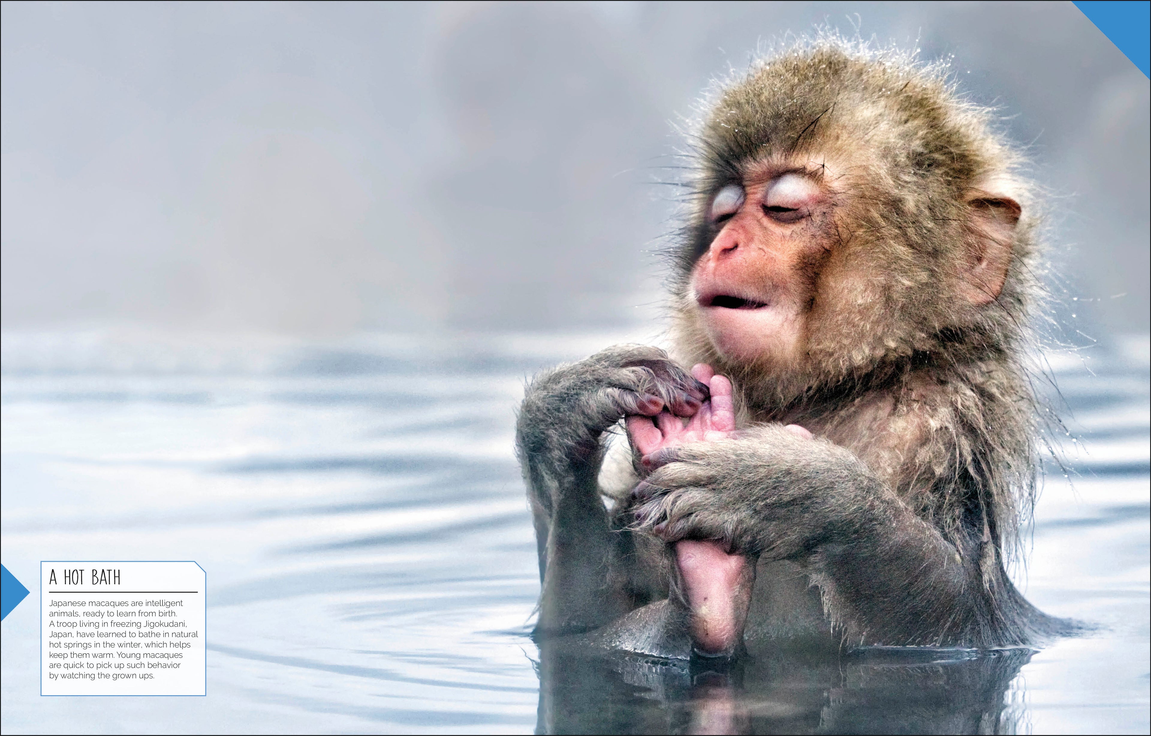 Born to be Wild-Spread, Image, (PRHC, Design, Do, Not, Use)-10