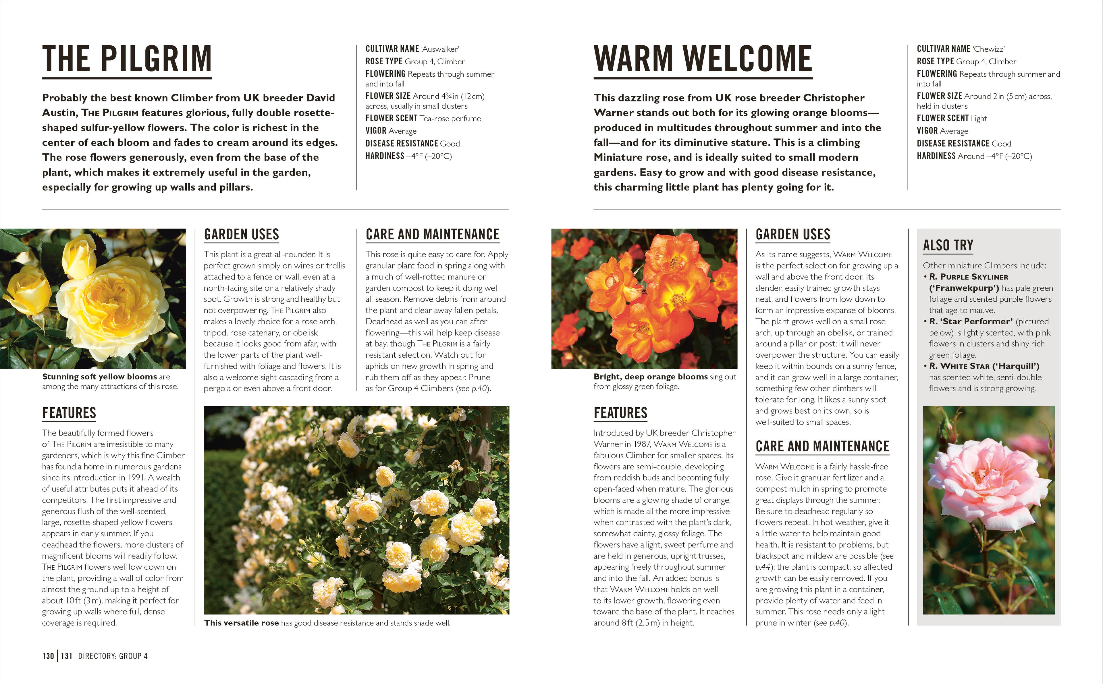 Grow Roses-Spread, Image, (PRHC, Design, Do, Not, Use)-6