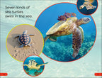 DK Super Readers Pre-Level Save the Sea Turtles
