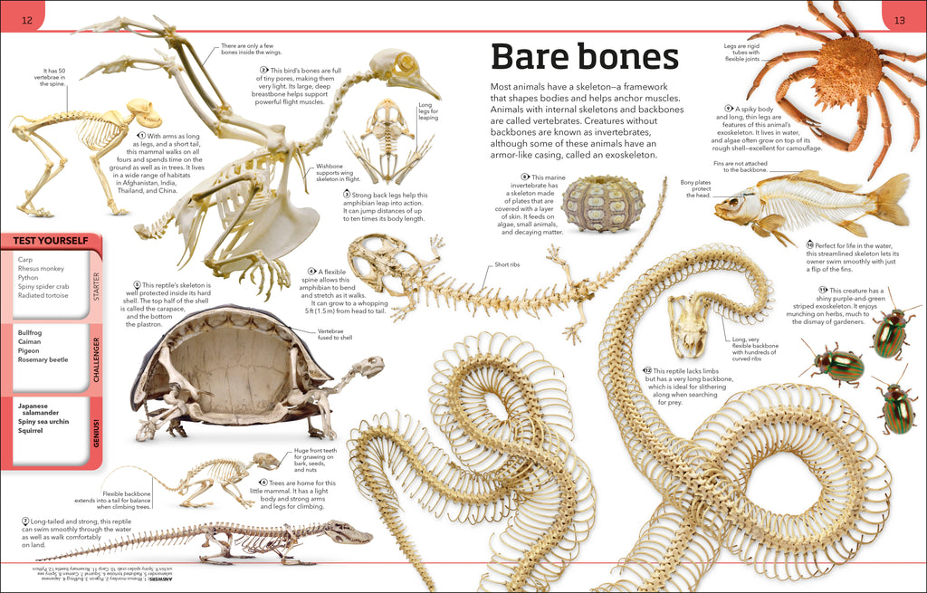 Animal Knowledge Genius!