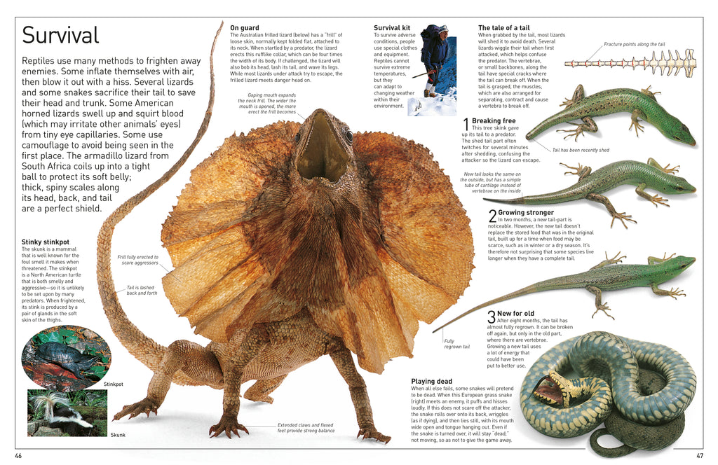 DK Eyewitness Books: Reptile