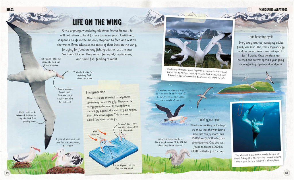 Amazing Animal Journeys