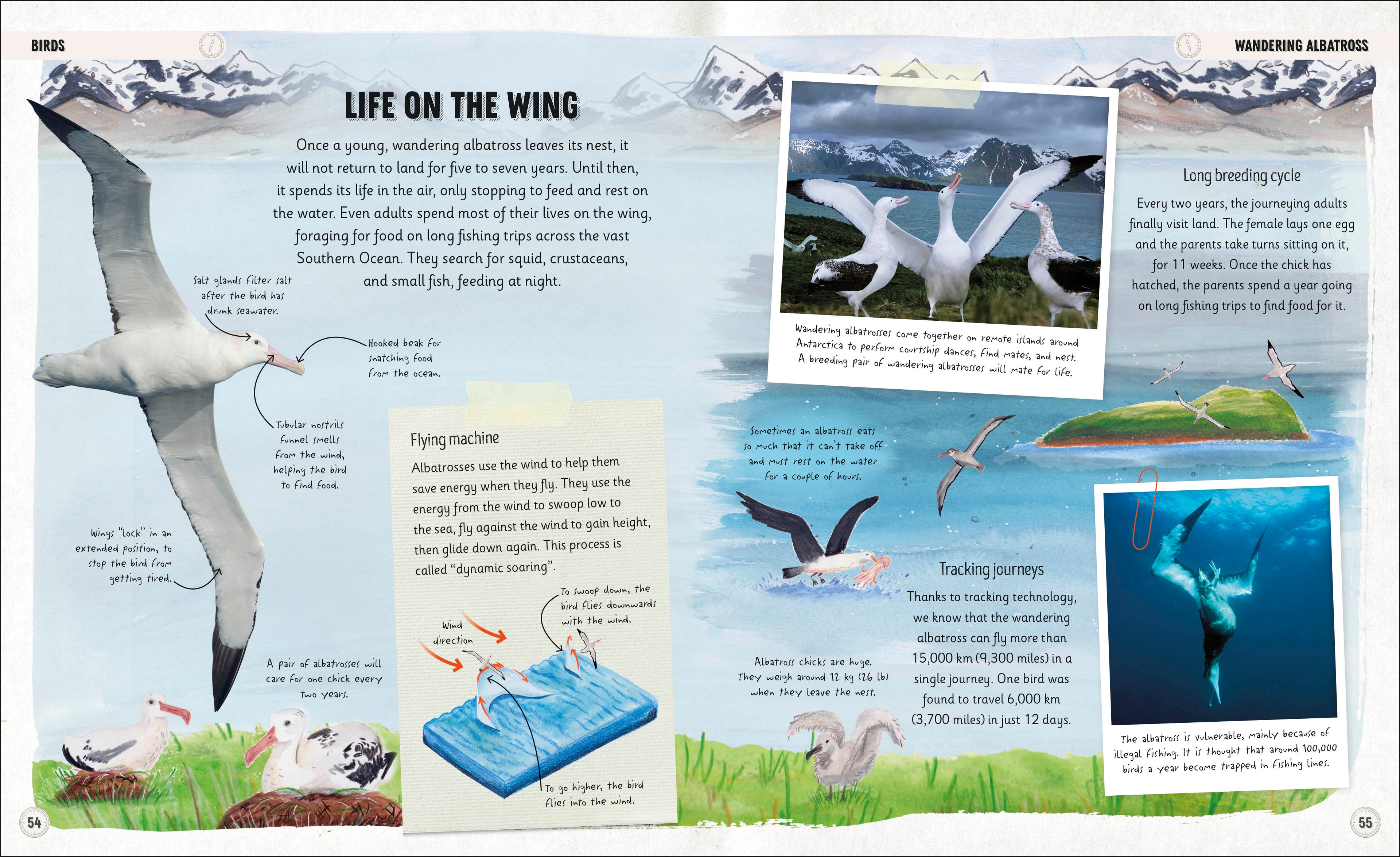 Amazing Animal Journeys