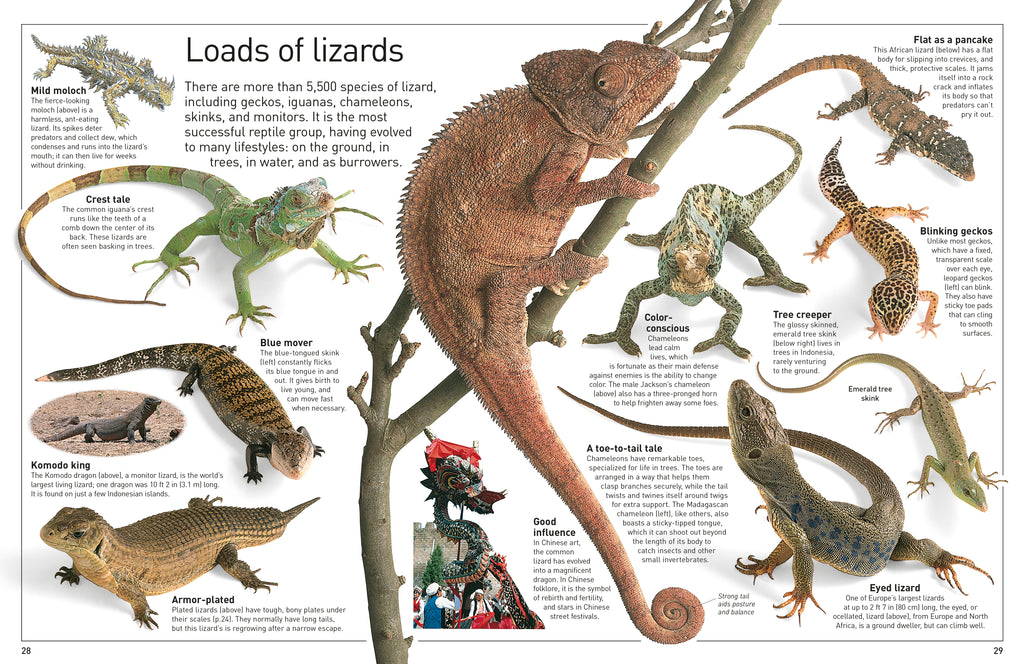 DK Eyewitness Books: Reptile